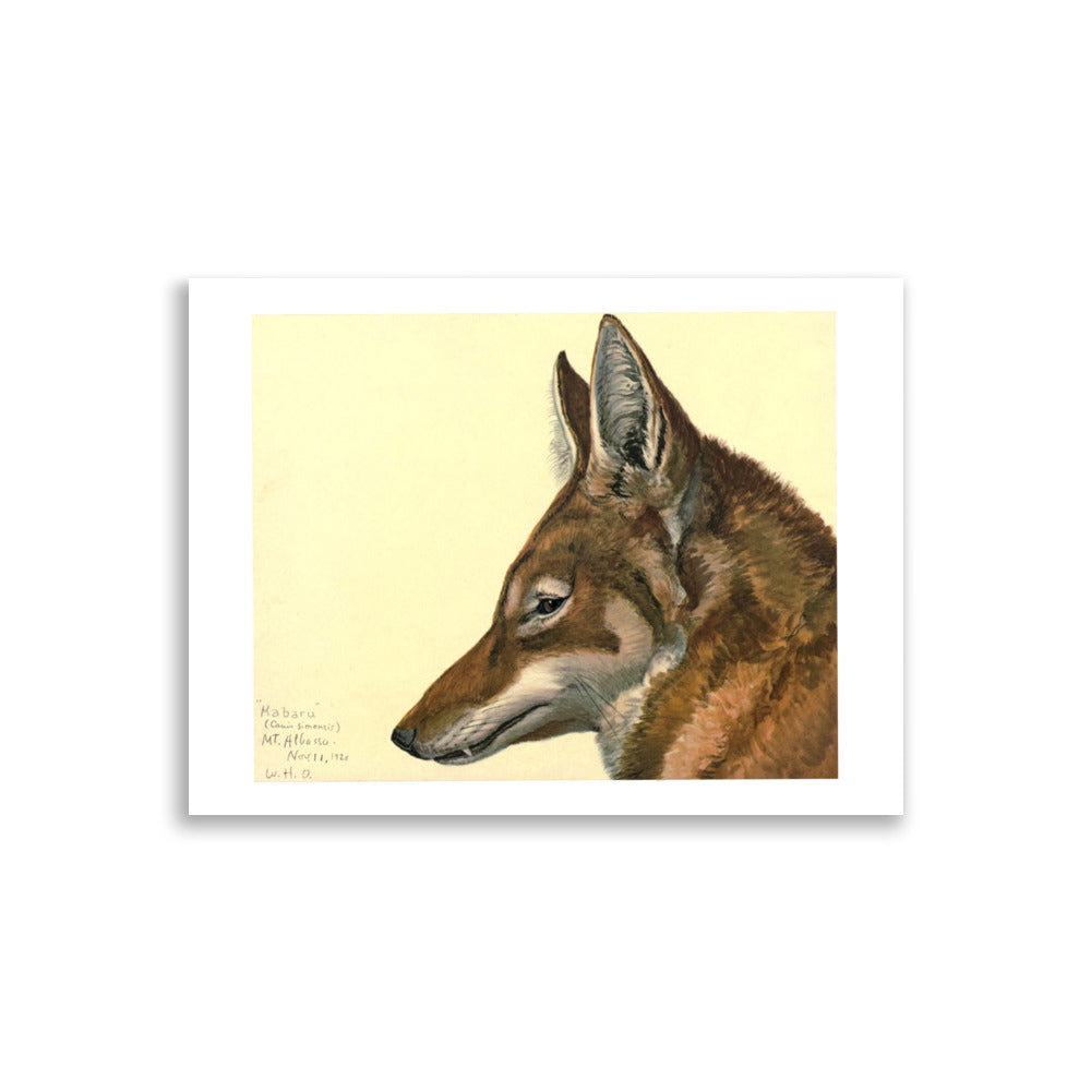 Ethiopian Wolf Poster by Louis Agassiz Fuertes