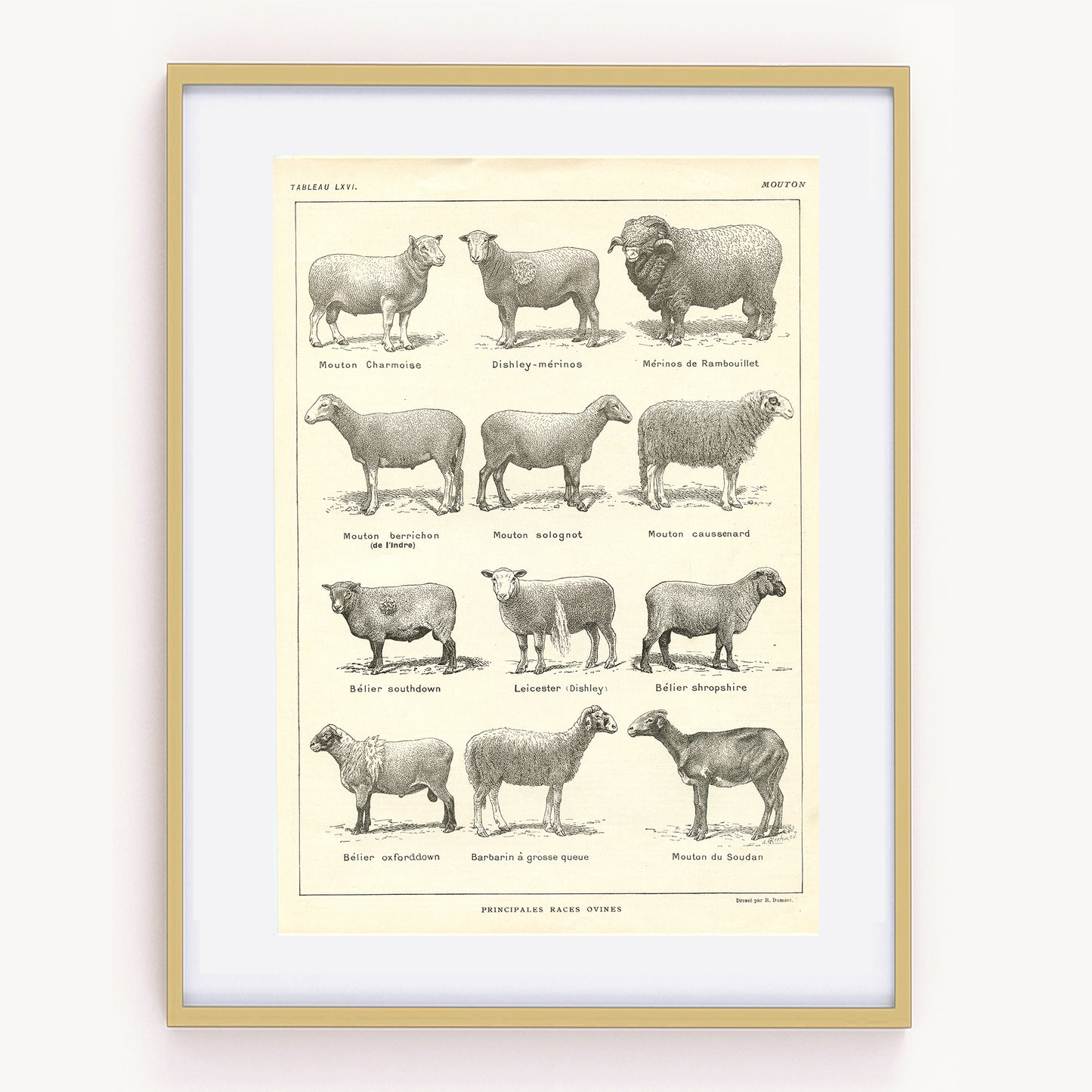 1921 Antique Sheep Breeds Poster