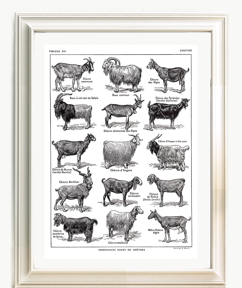 Large Goats Poster