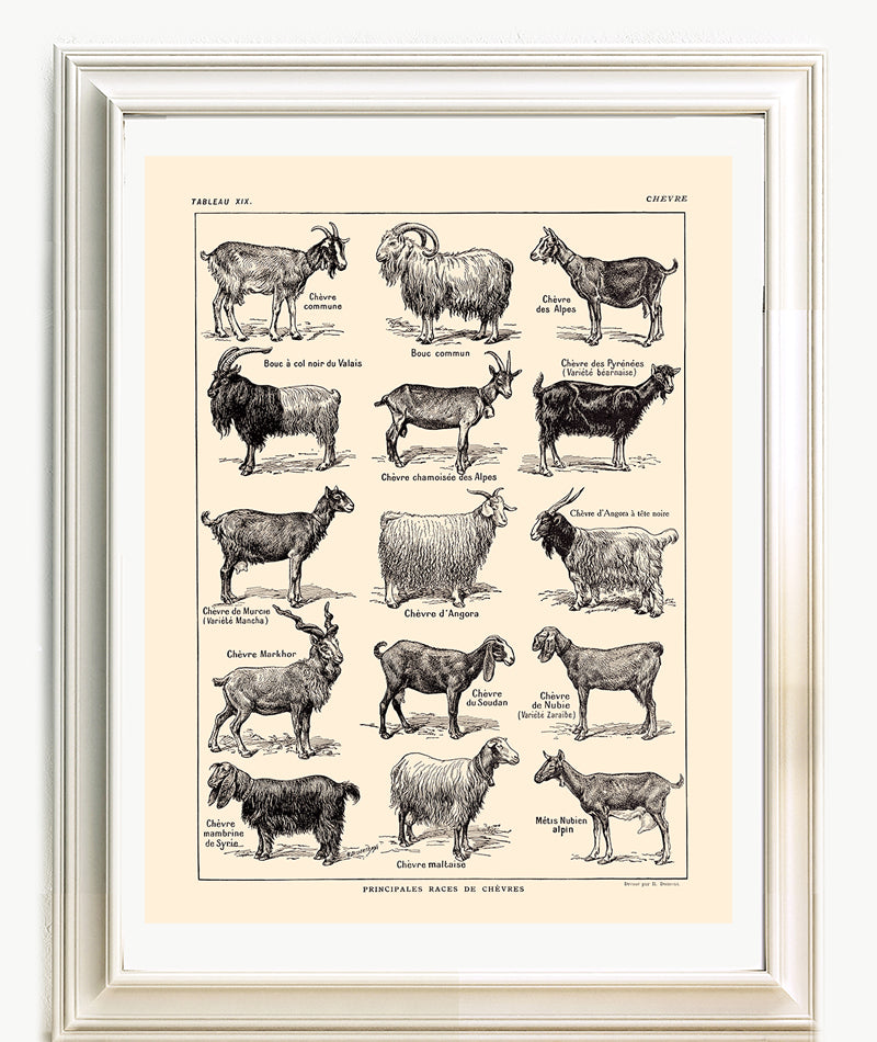 Large Goats Poster