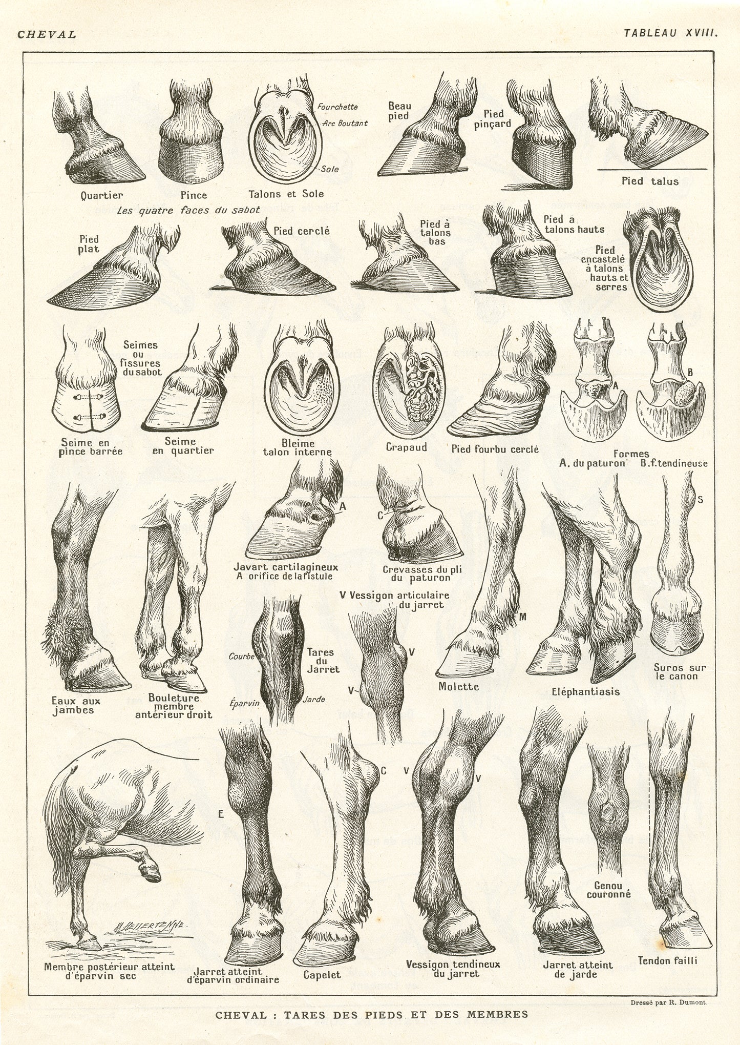 1921 vintage horse print - Hoof and legs conformation