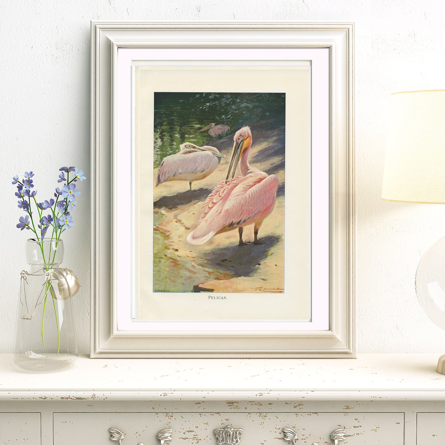 1916 Pelican Print - Lydekker