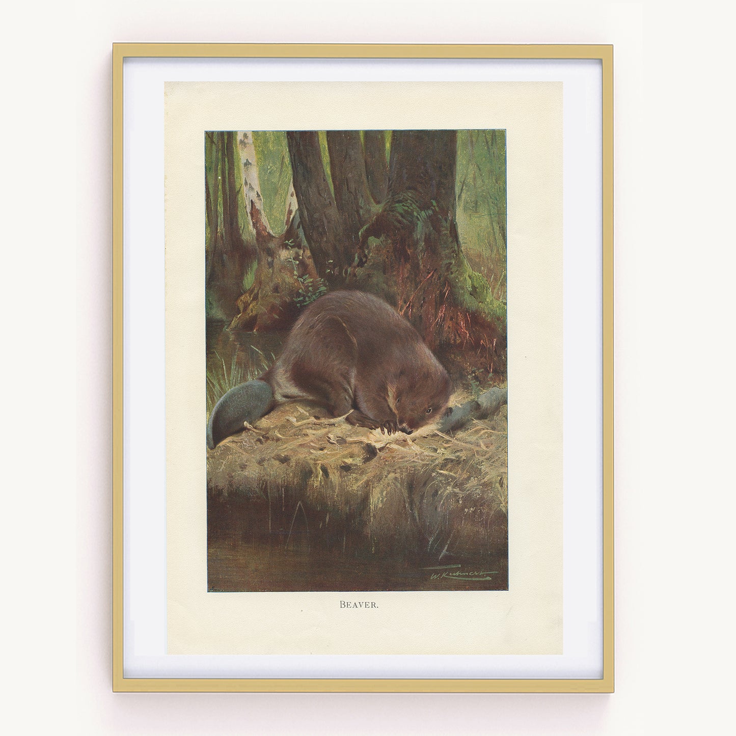 Illustration de castor 1916 - Lydekker