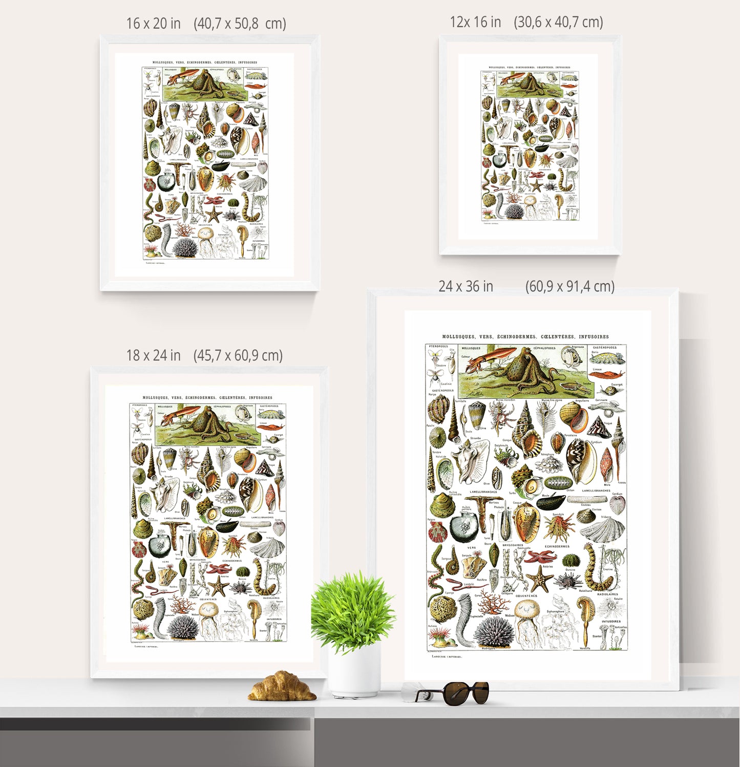 Large sea shells poster