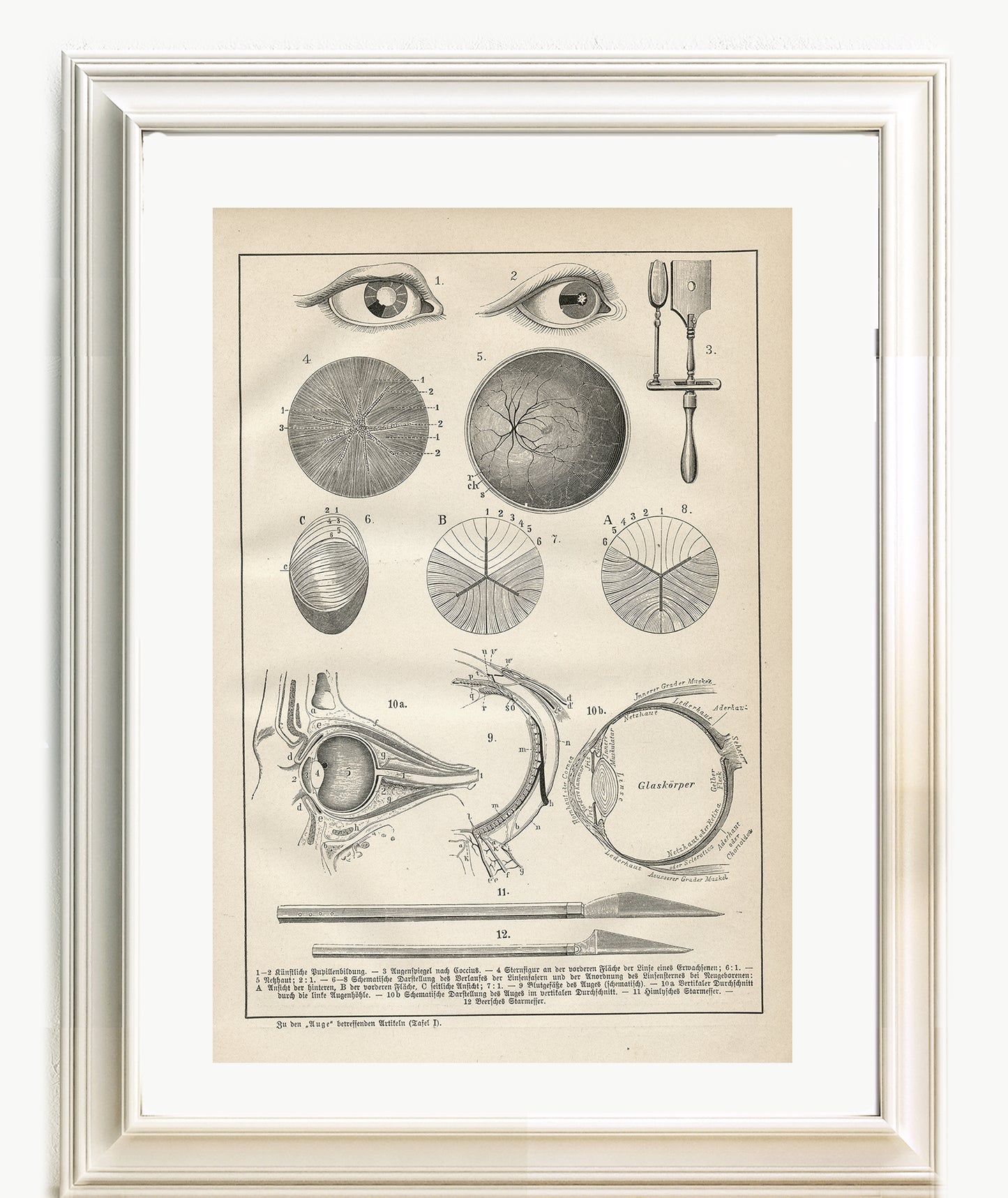 1890 Antique Eye Anatomy Print