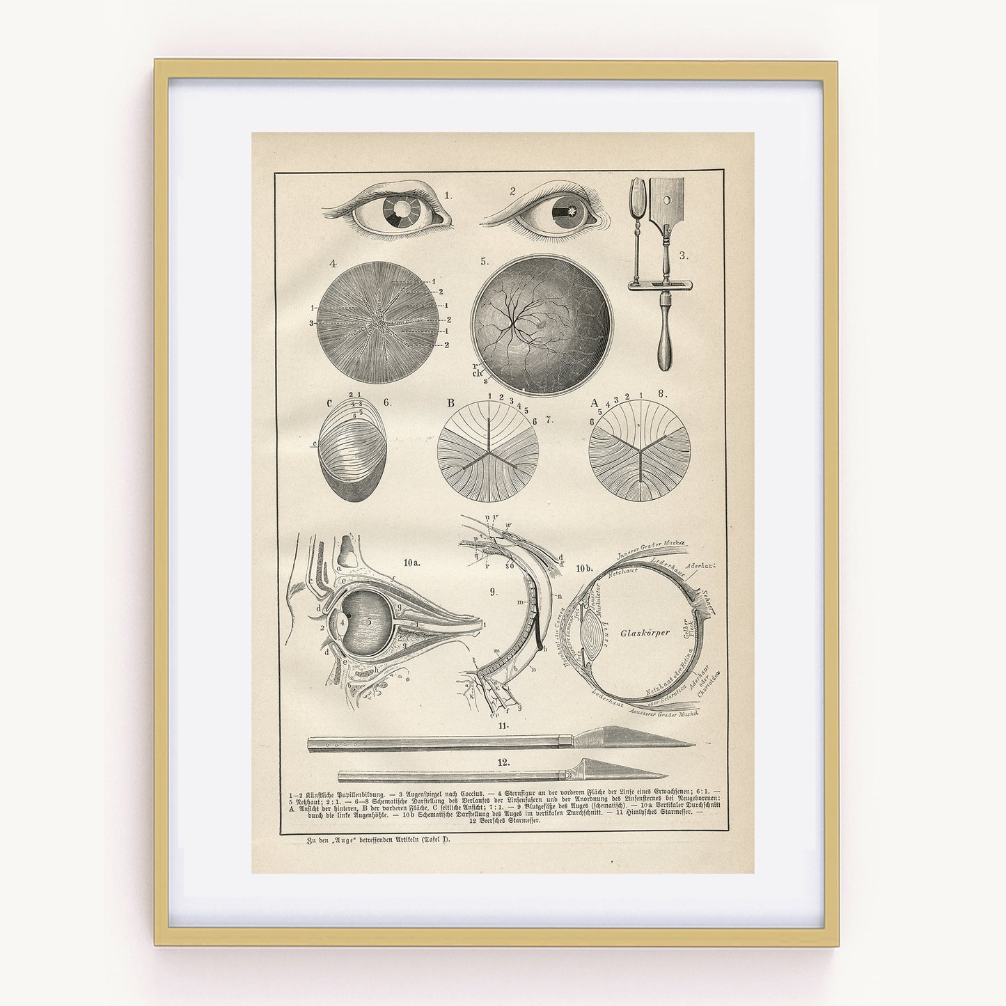 1890 Antique Eye Anatomy Print