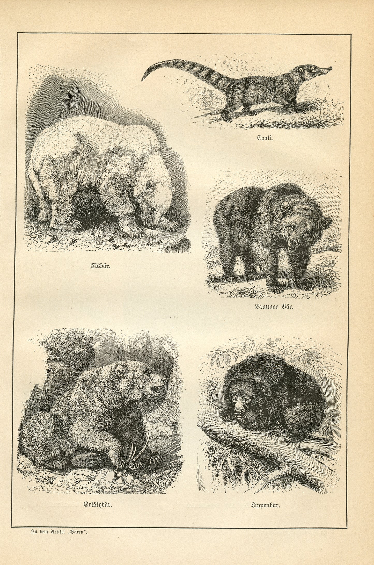 1890 Antique Bears & Marsupials Print