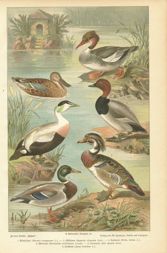 1890 Antique ducks print