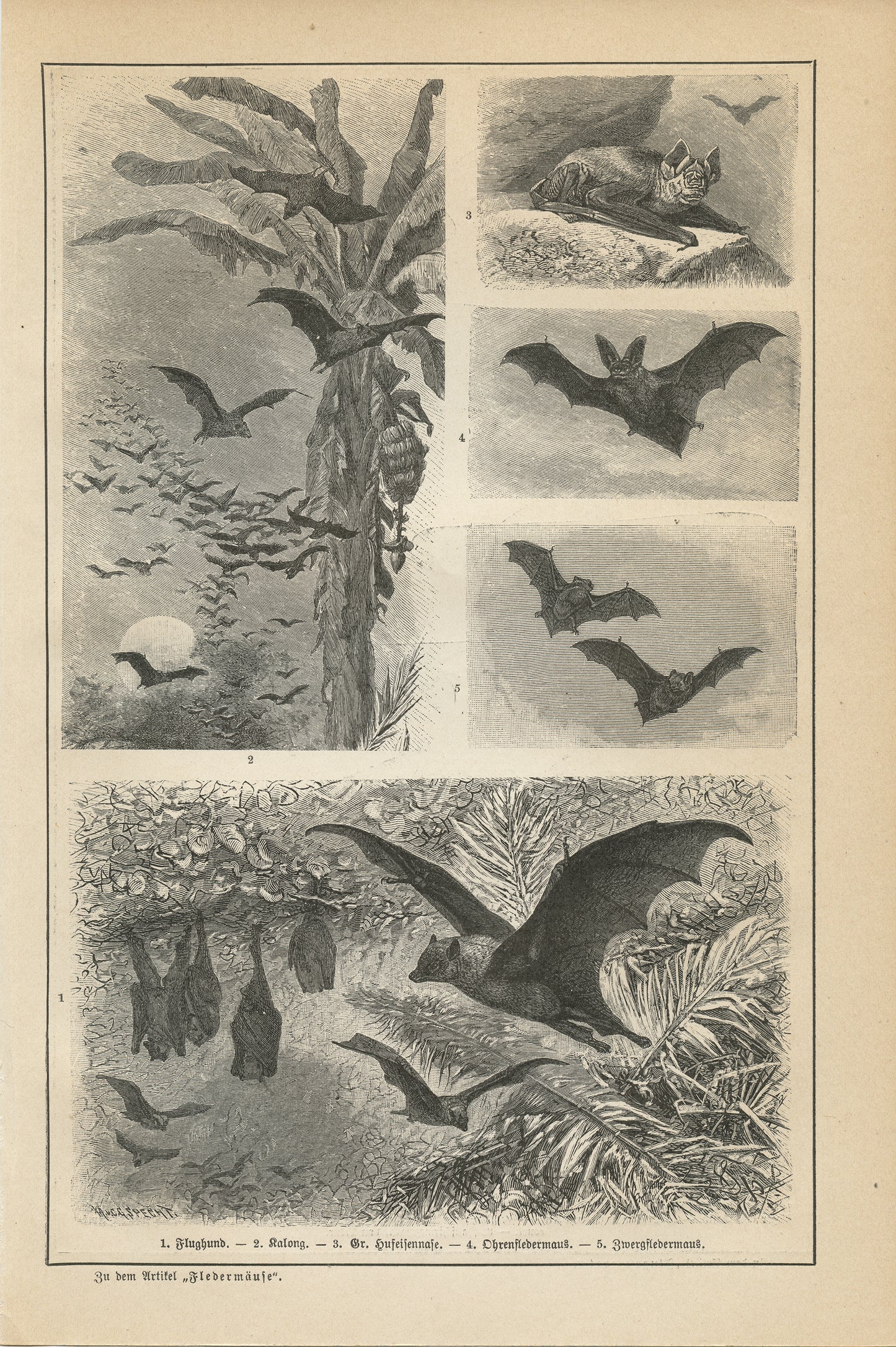 1890 Gravure de Chauve-Souris en Allemand