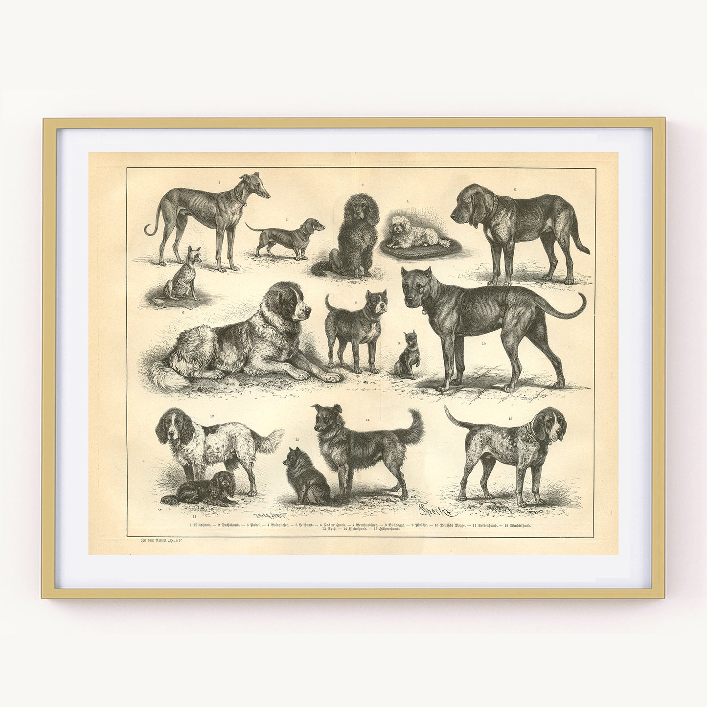 1890 Antique German Dog Breeds Print + Chicken & Wild Fowls