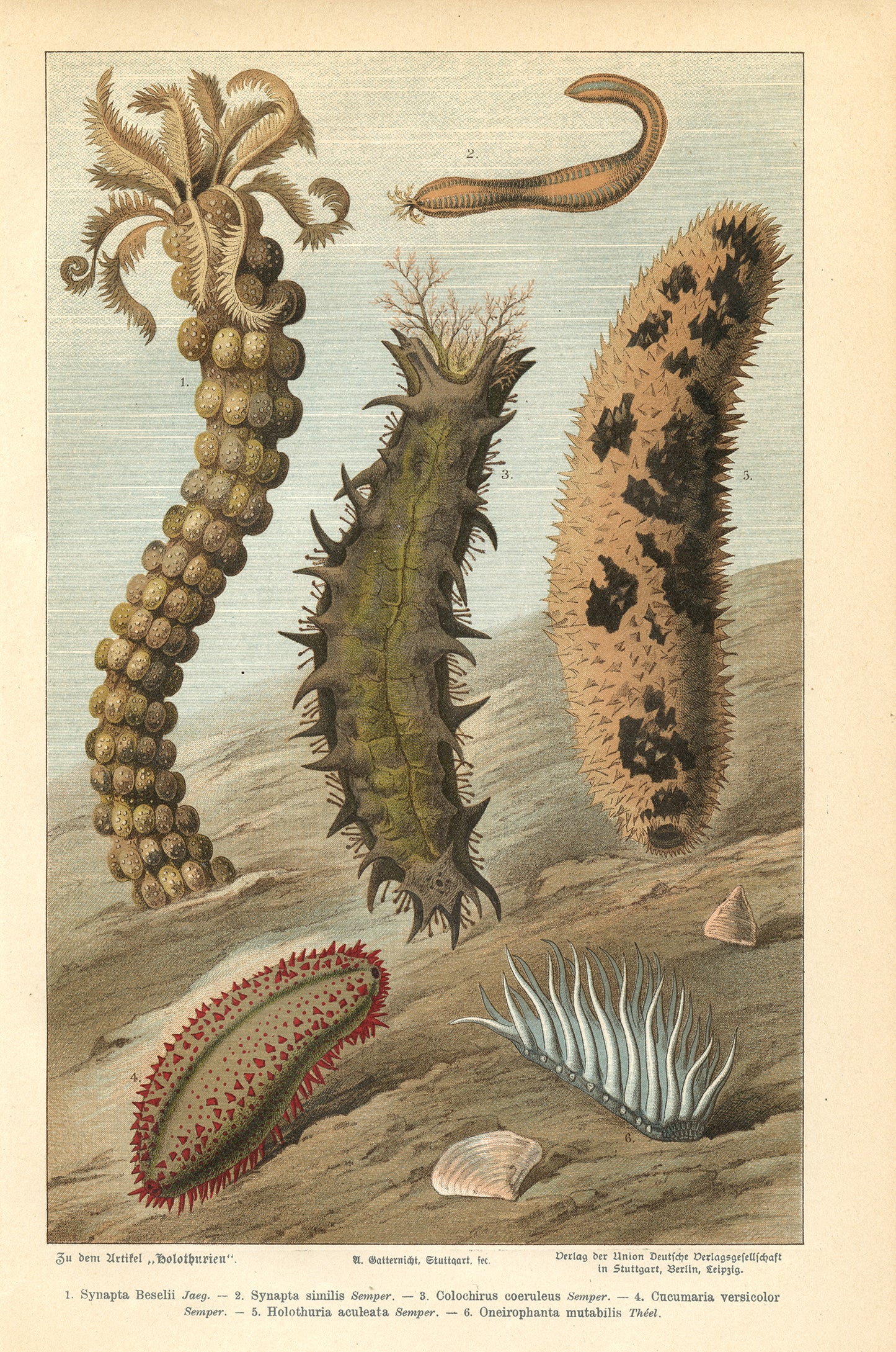 1890 Antique Sea Cucumber Print in German