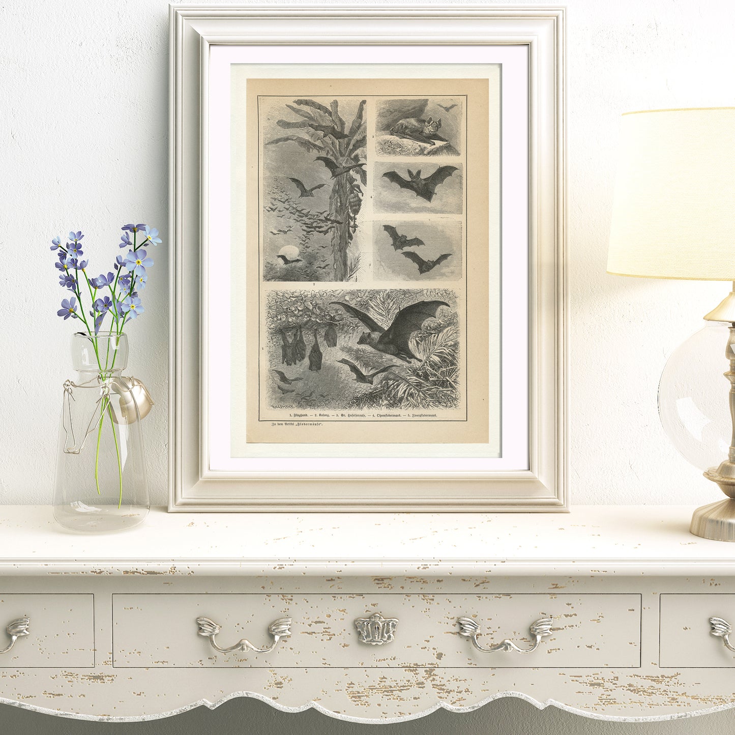 1890 Gravure de Chauve-Souris en Allemand
