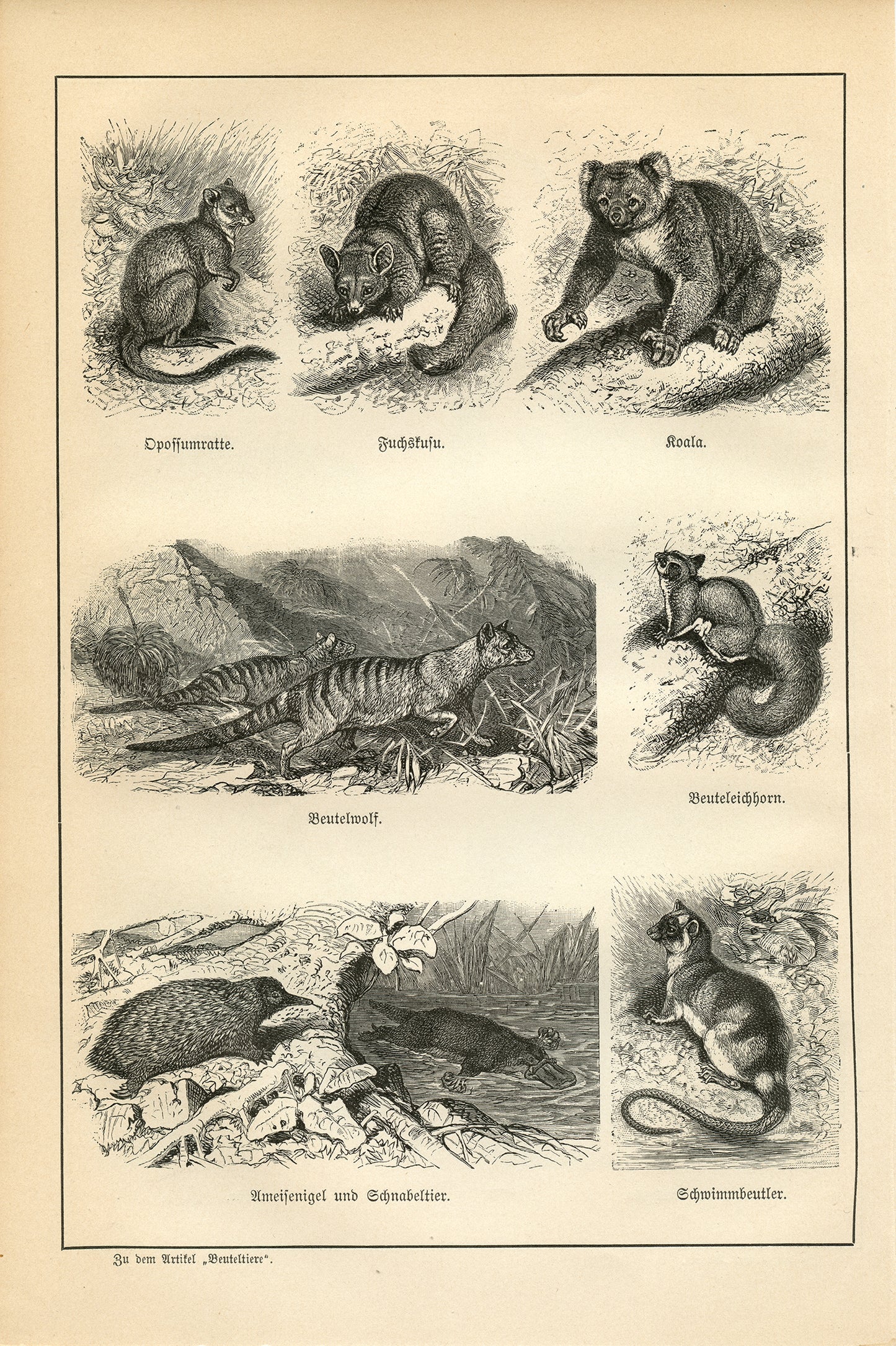 1890 Antique Bears & Marsupials Print