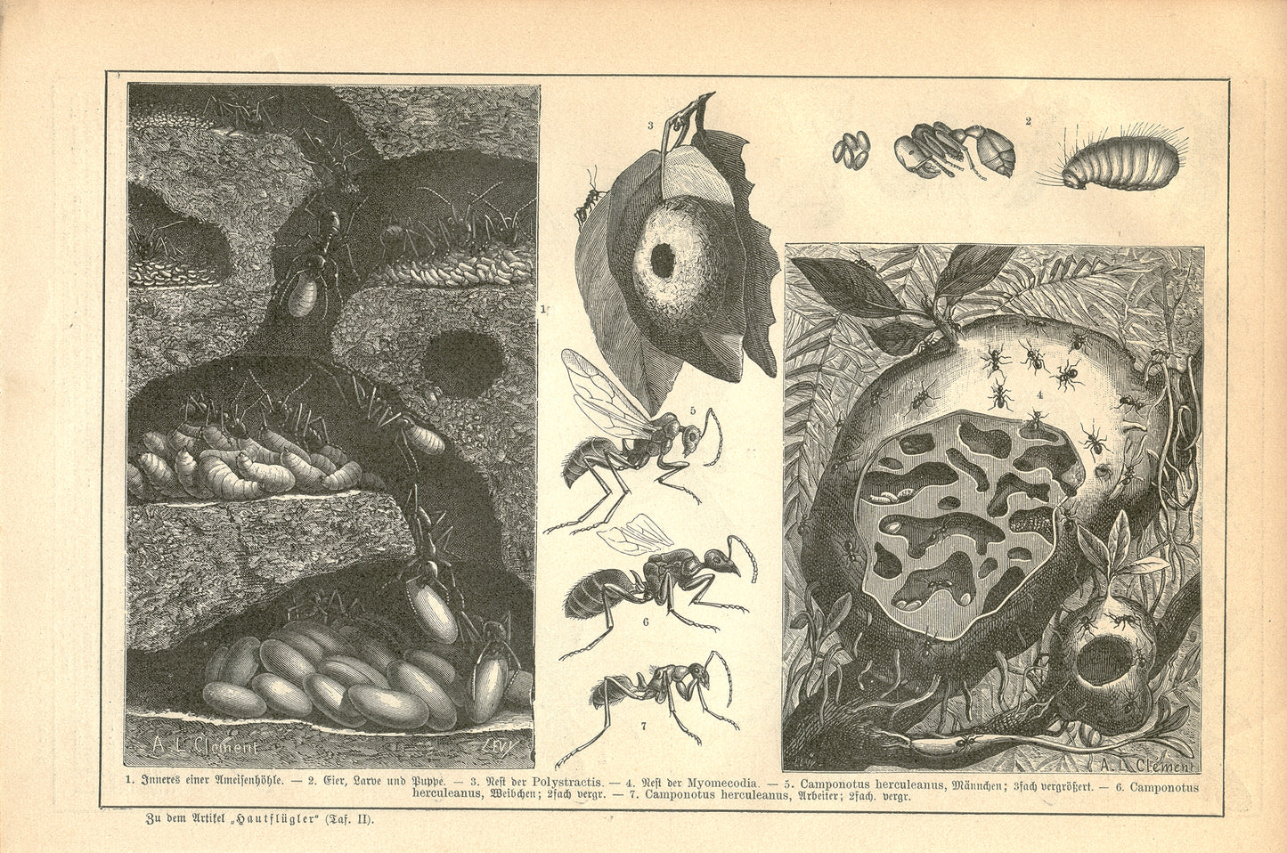1889 Antique German Ants Engraving + Flying Insects