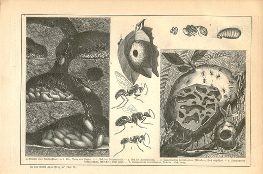 1889 Antique German Ants Engraving + Flying Insects