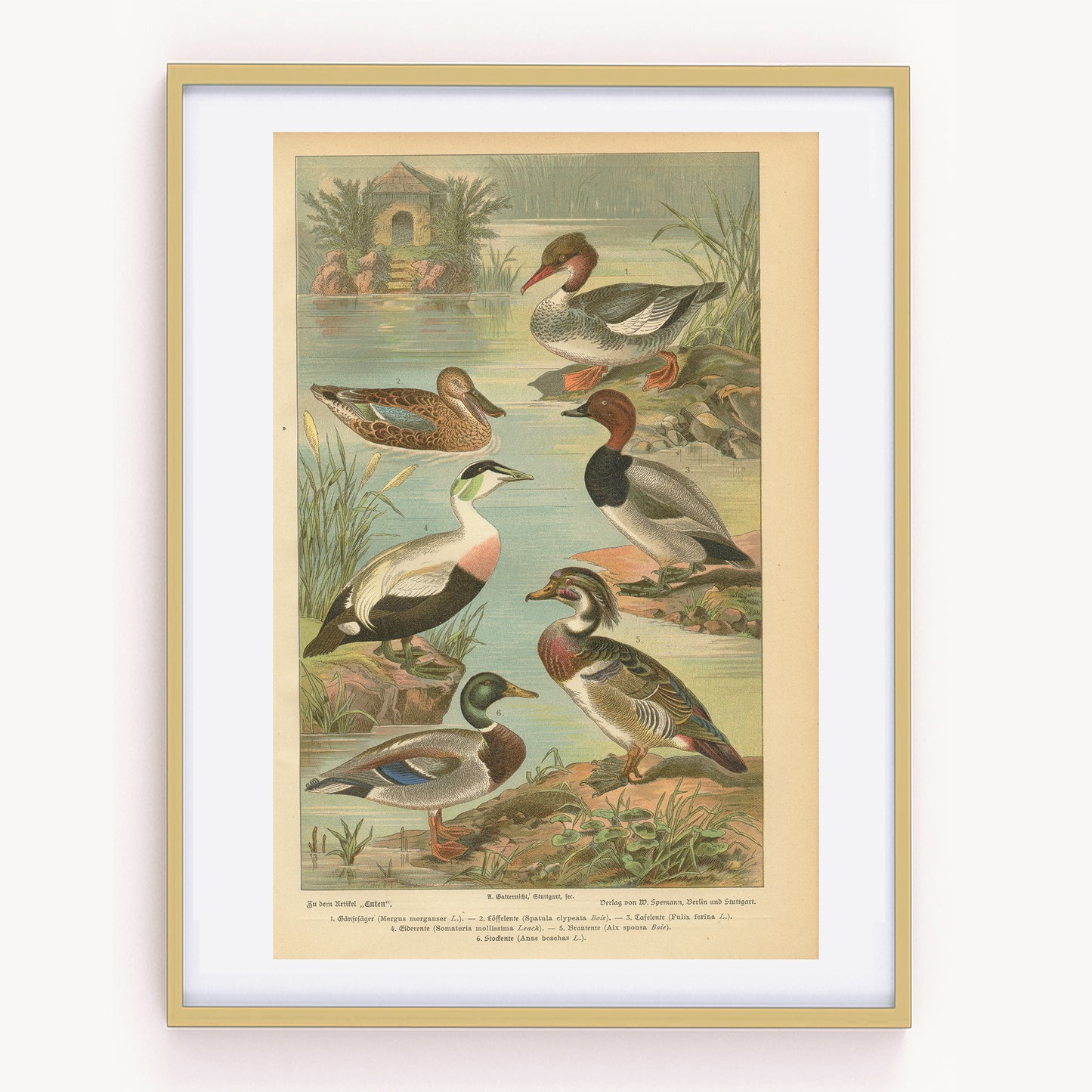 1890 Gravure ancienne de canard