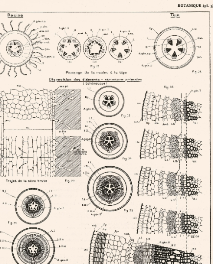 Affiche botanique - Structure des tiges et racines