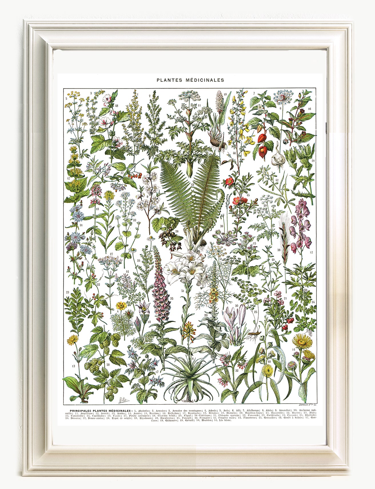 Affiche botanique de plantes médicinales. A à F. Simples