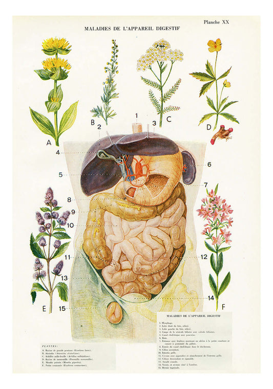 Vintage digestive system anatomy reprint from 1950