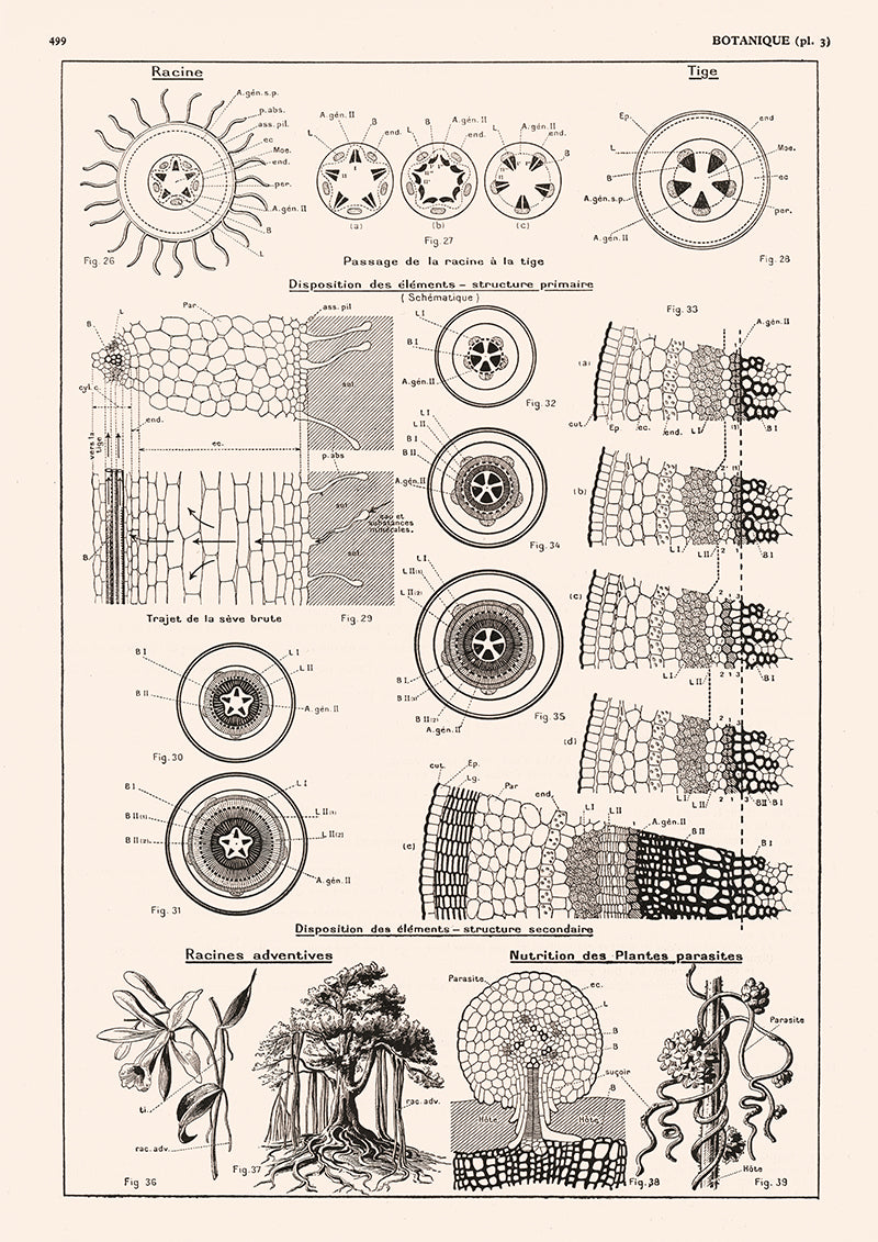 Roots and stems cell structure botanical poster