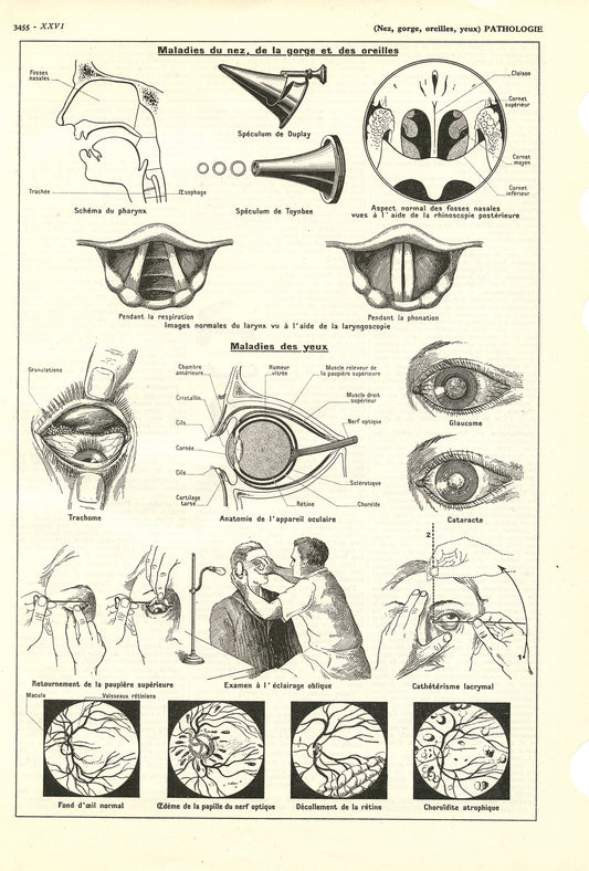 1938 Eye, Nose & Throat  Pathology Anatomy Print