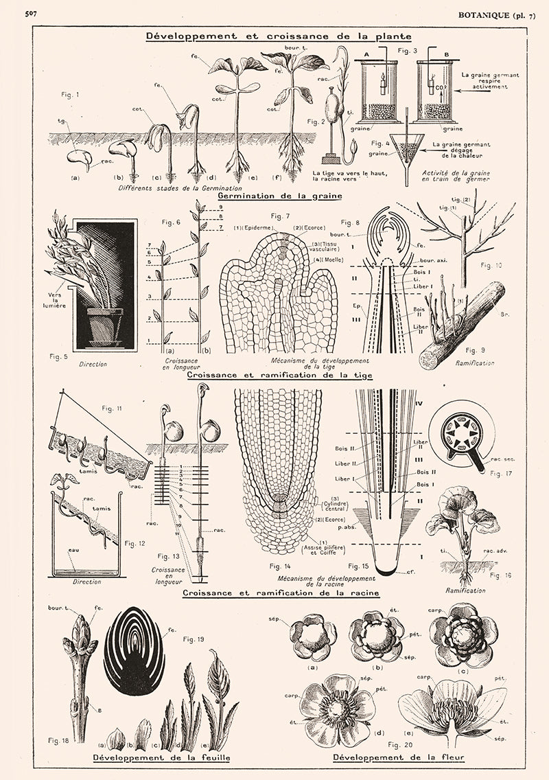 Botanics Poster - Floral Plants' Growth