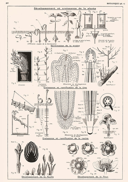 Botanics Poster - Floral Plants' Growth