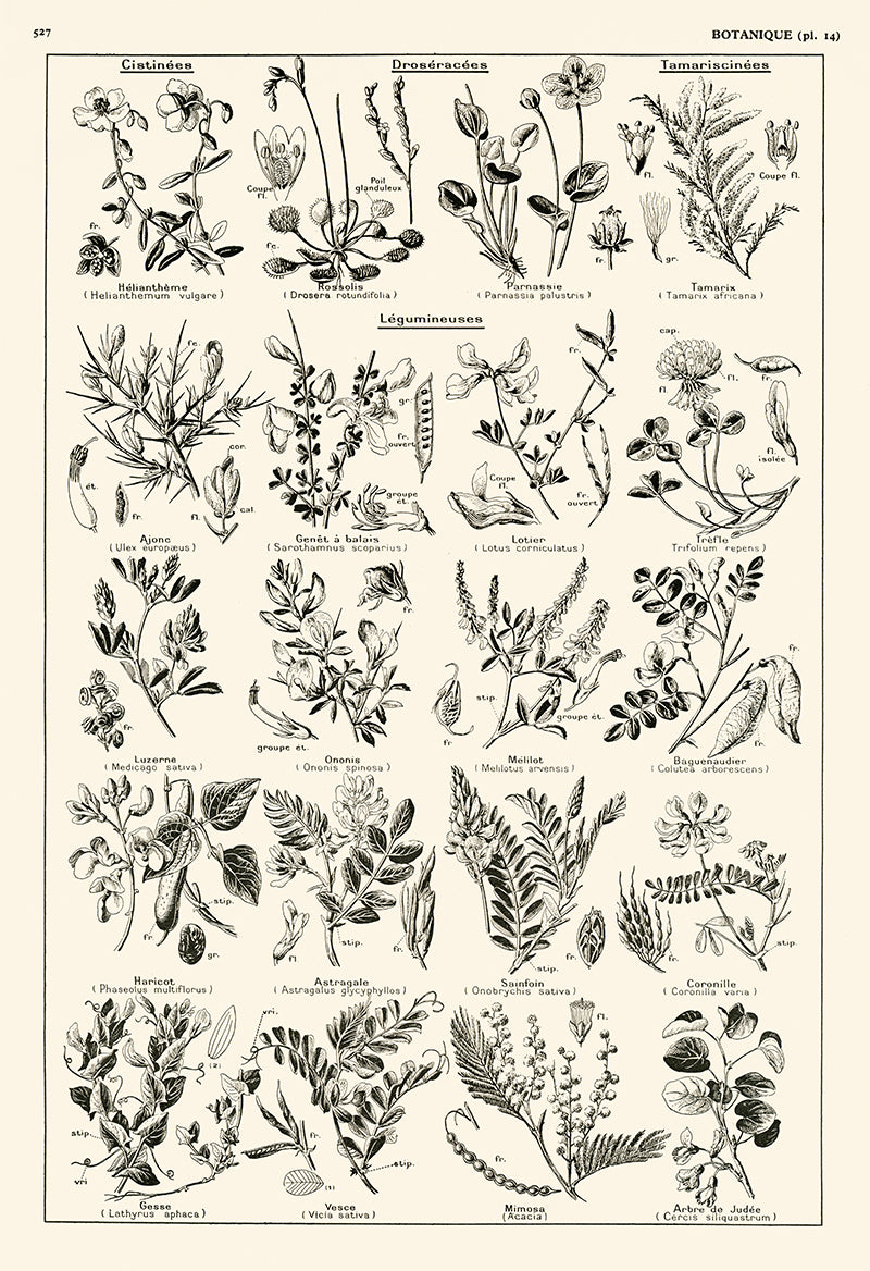 Grande Affiche Botanique de Légumineuses