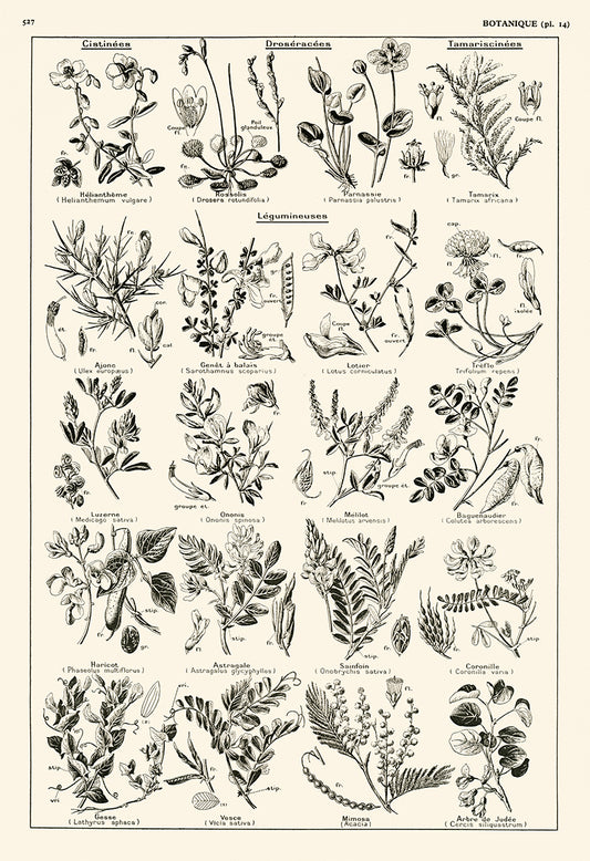 Botanics Poster - Legume Plants, Pea, Beans, Fabacea