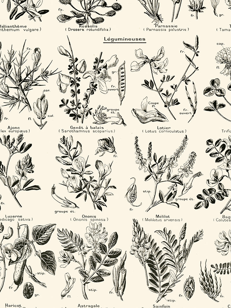 Grande Affiche Botanique de Légumineuses
