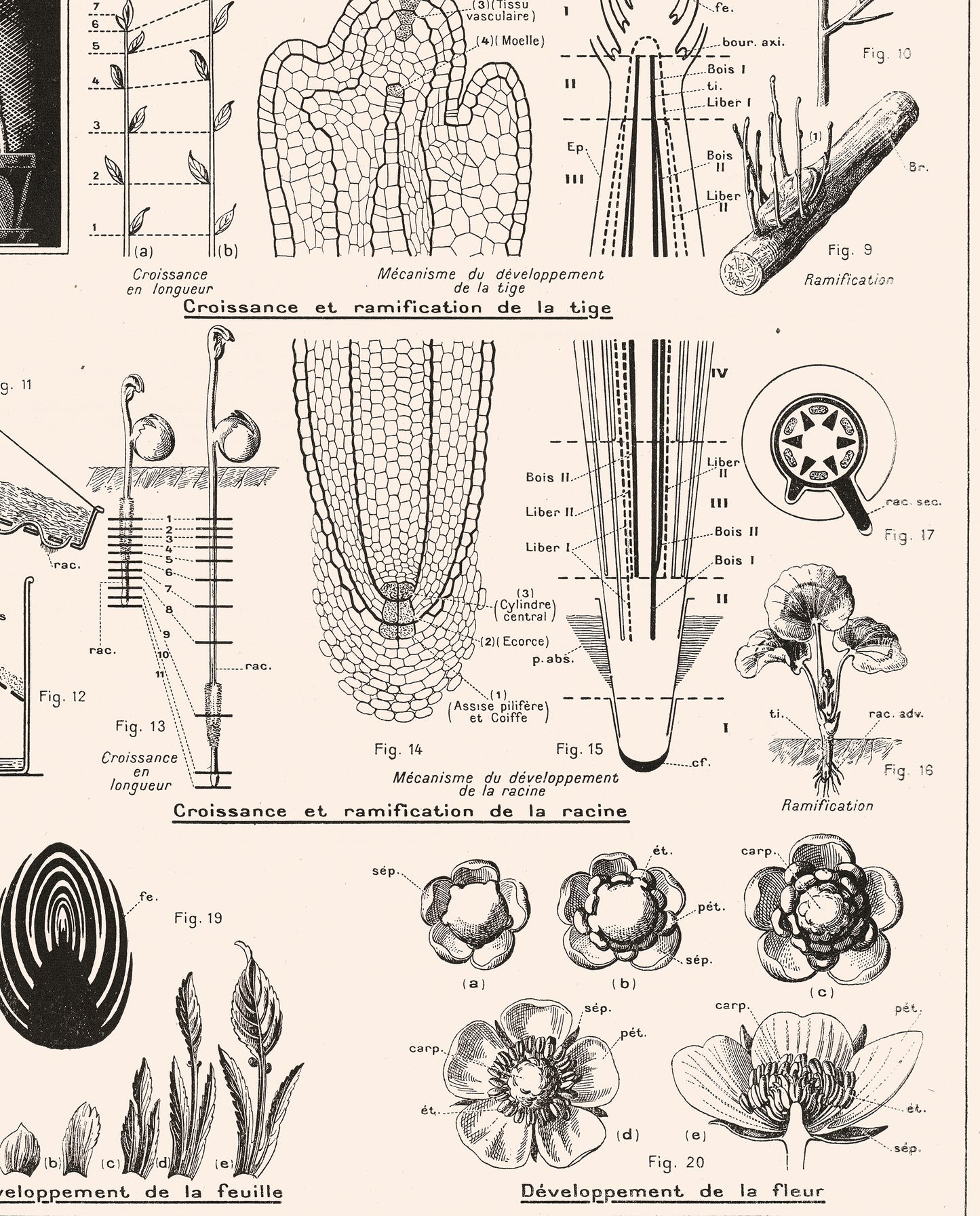 Botanics Poster - Floral Plants' Growth