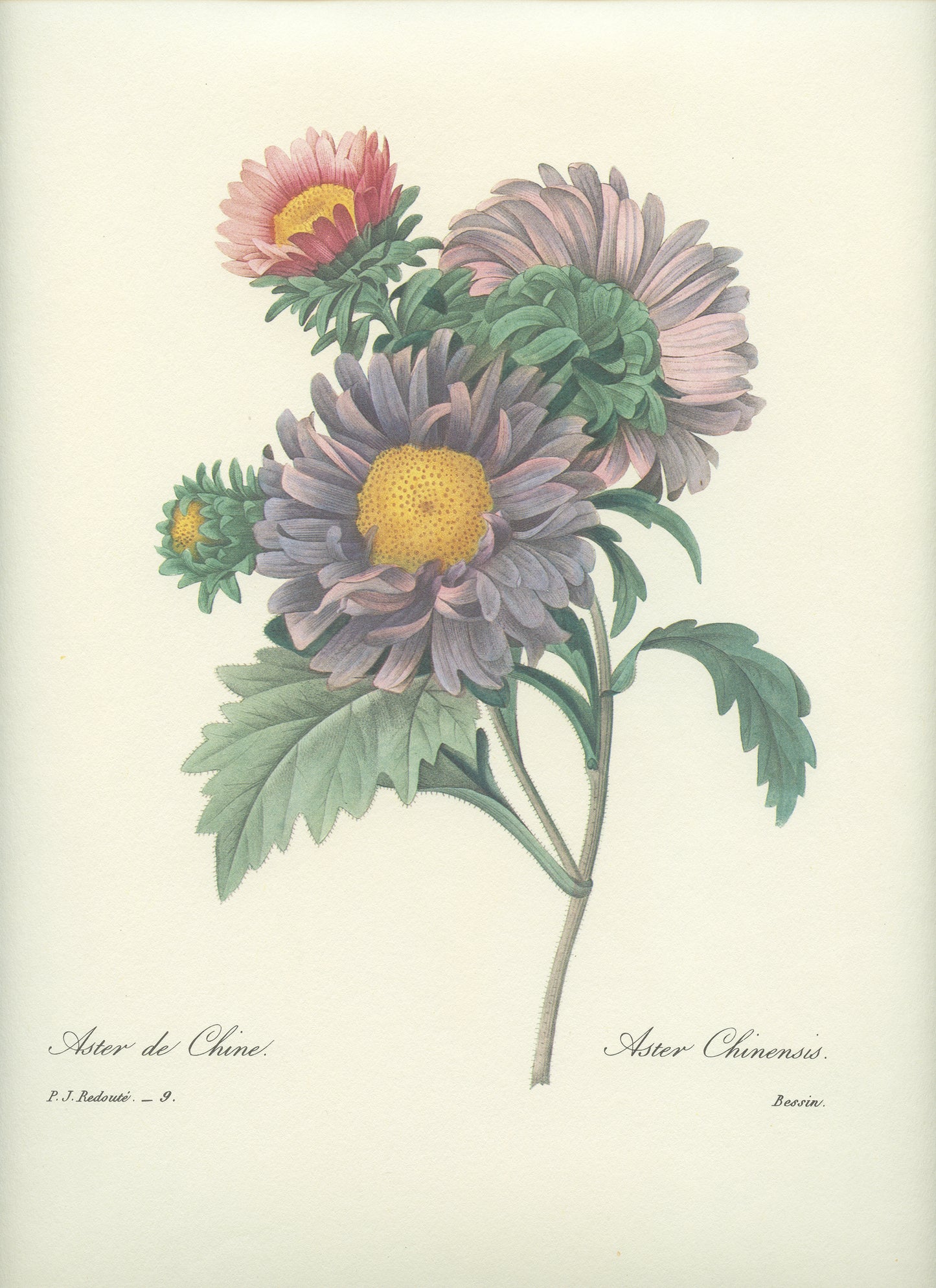 1986 Vintage China Aster Botanical Print by Redouté