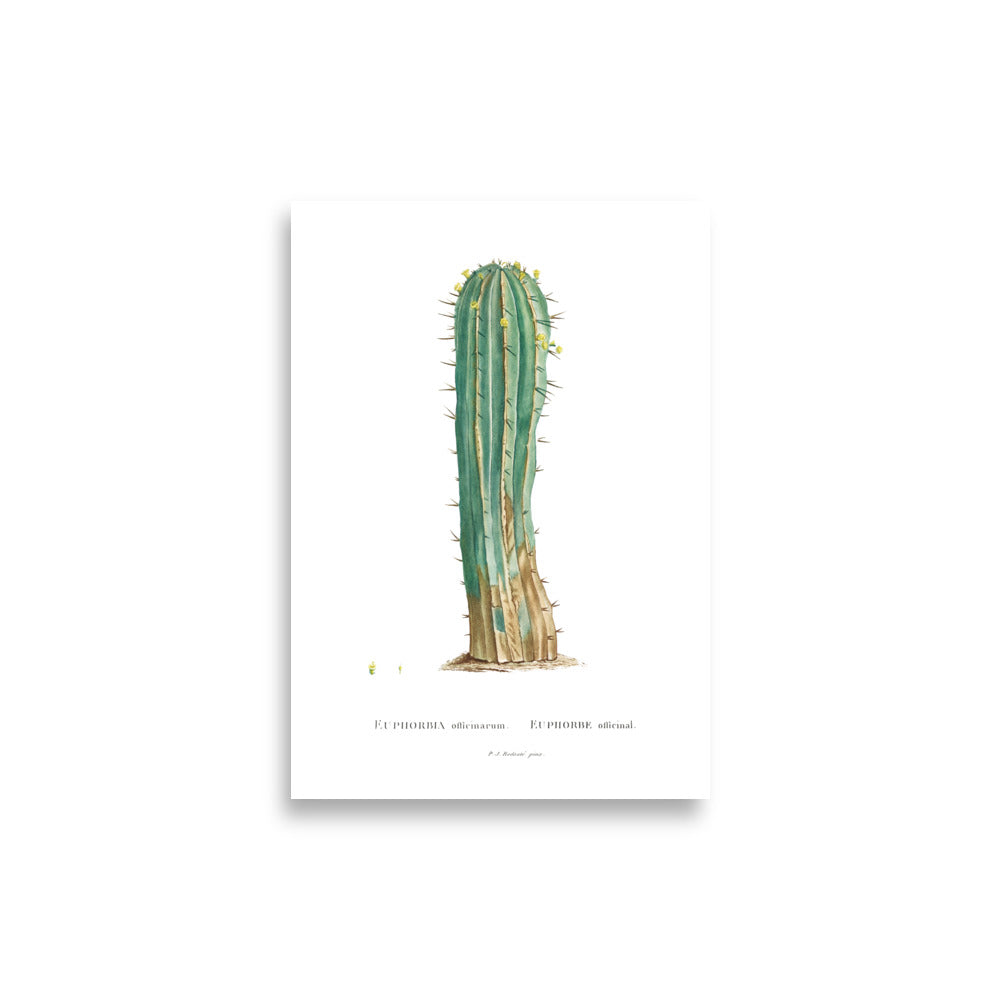 Euphorbia Officinarum Succulent Botanical Poster by Redouté