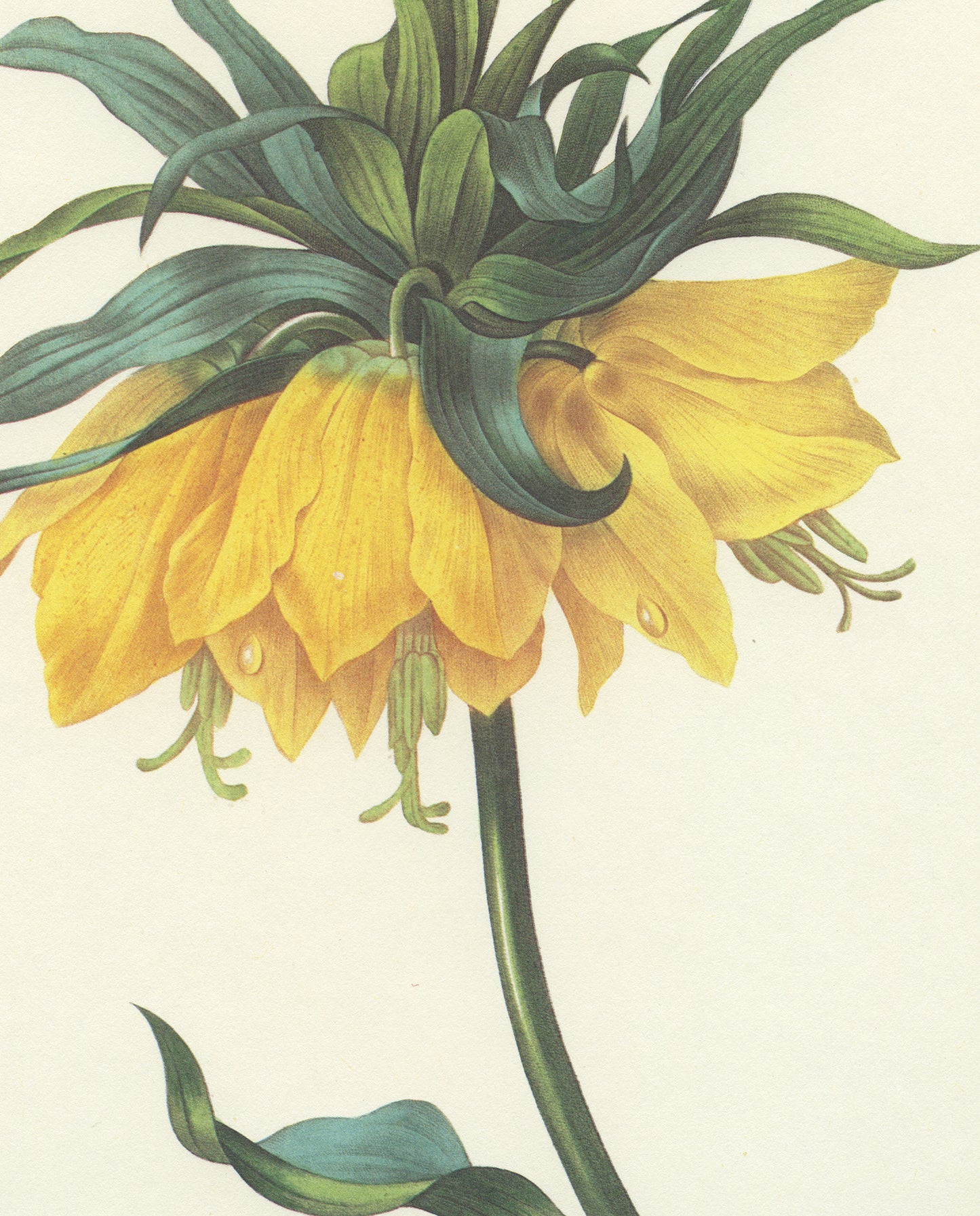 1986 Vintage Yellow Fritillaria Imperialis Botanical Print by Redouté