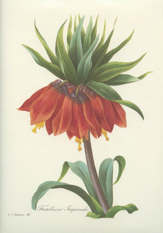 1986 Vintage Red Orange Fritillaria Imperialis Botanical Print by Redouté