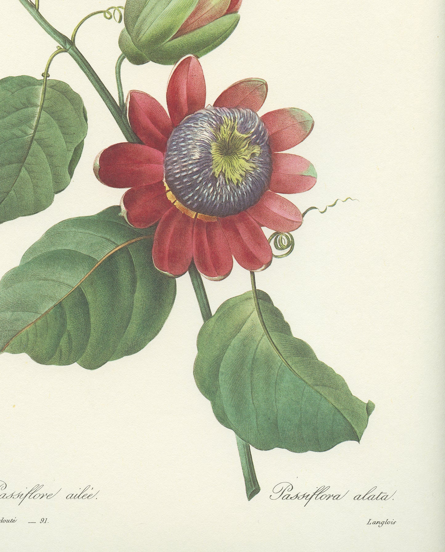 1986 Vintage Passiflora Redouté Botanical Print