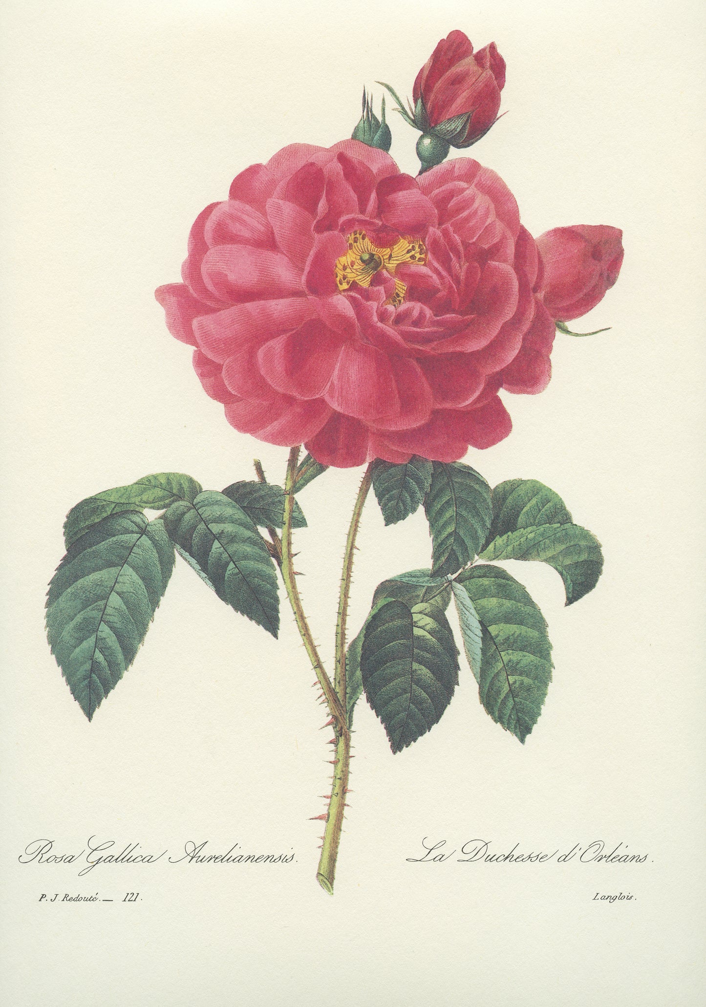 Vintage Redouté Rosa Gallica Botanical Print