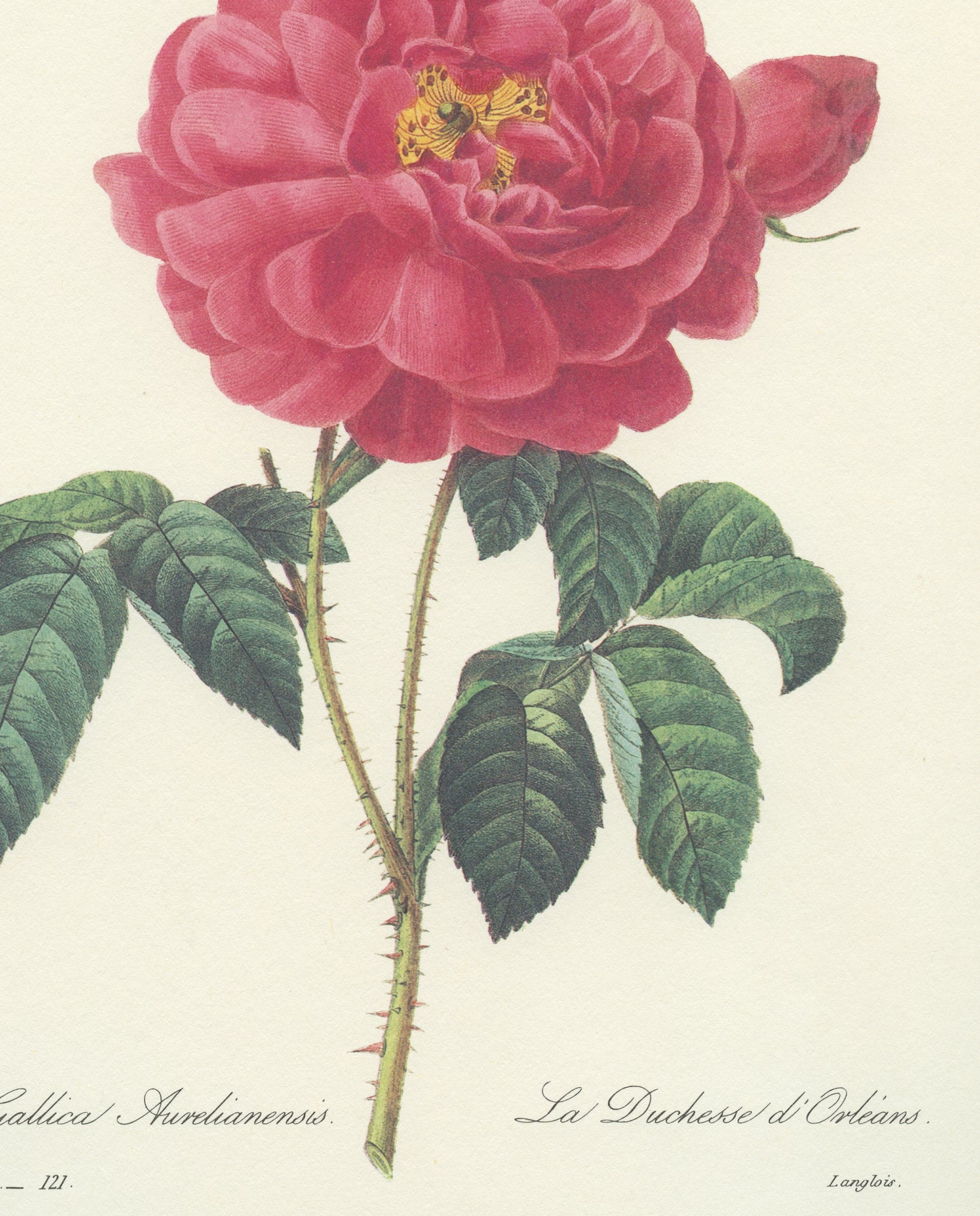 Vintage Redouté Rosa Gallica Botanical Print