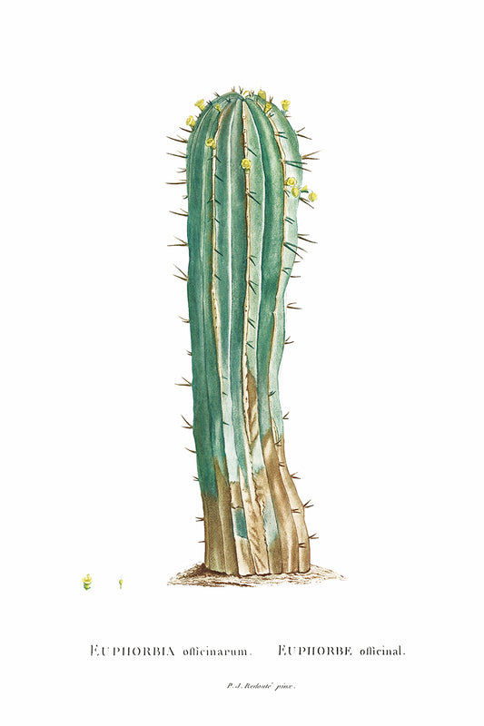 Euphorbia Officinarum Succulent Botanical Poster by Redouté