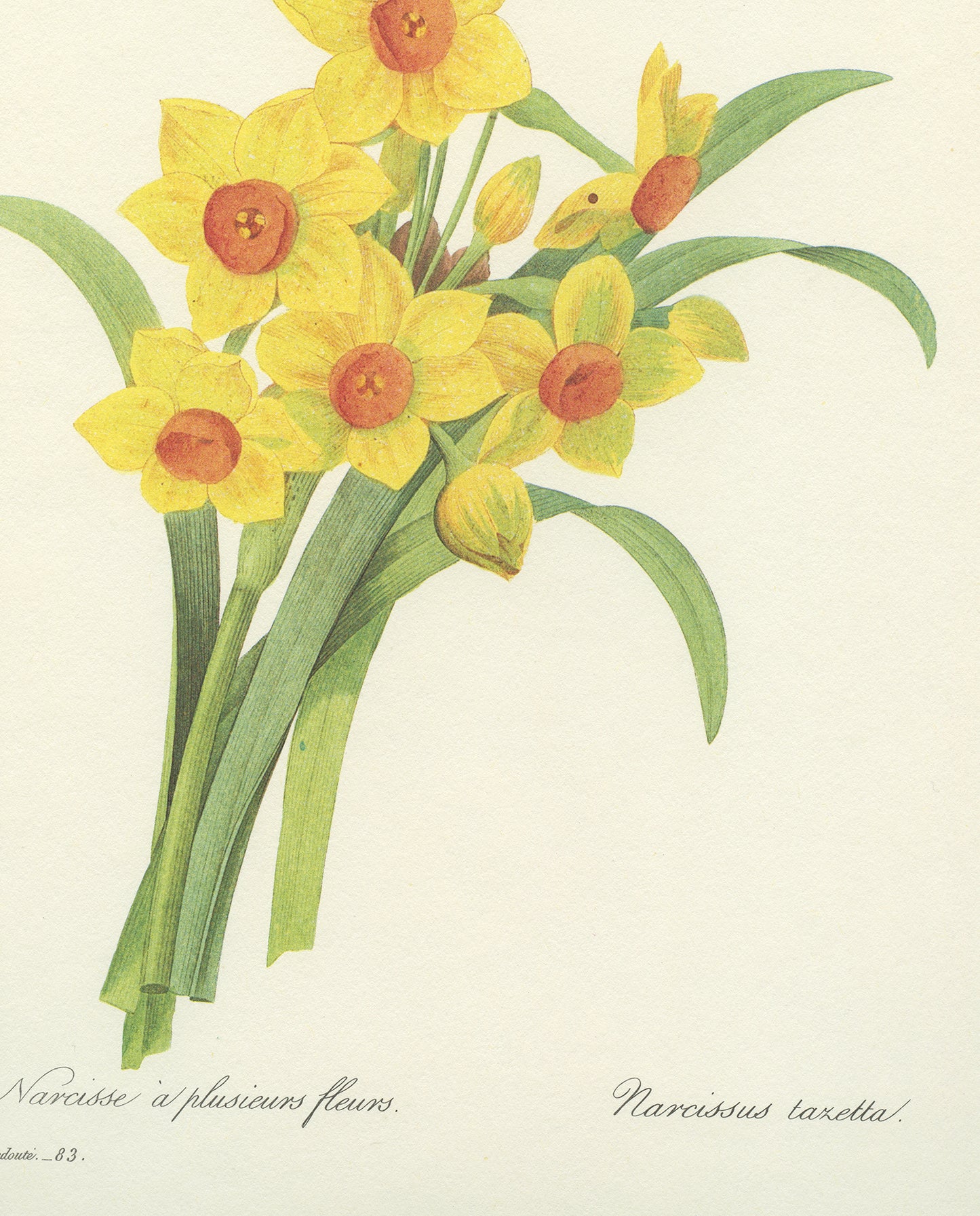 1986 Vintage Yellow Dafffodils Botanical Print by Redouté