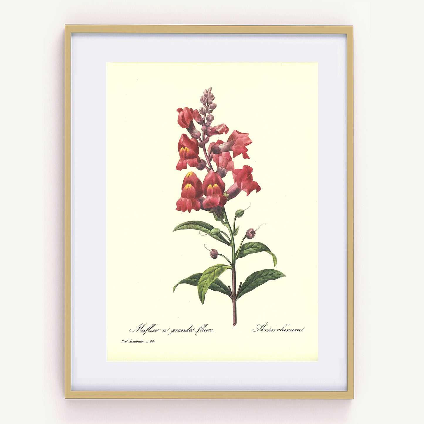 1986 Redouté Red Snapdragon Botanical Print