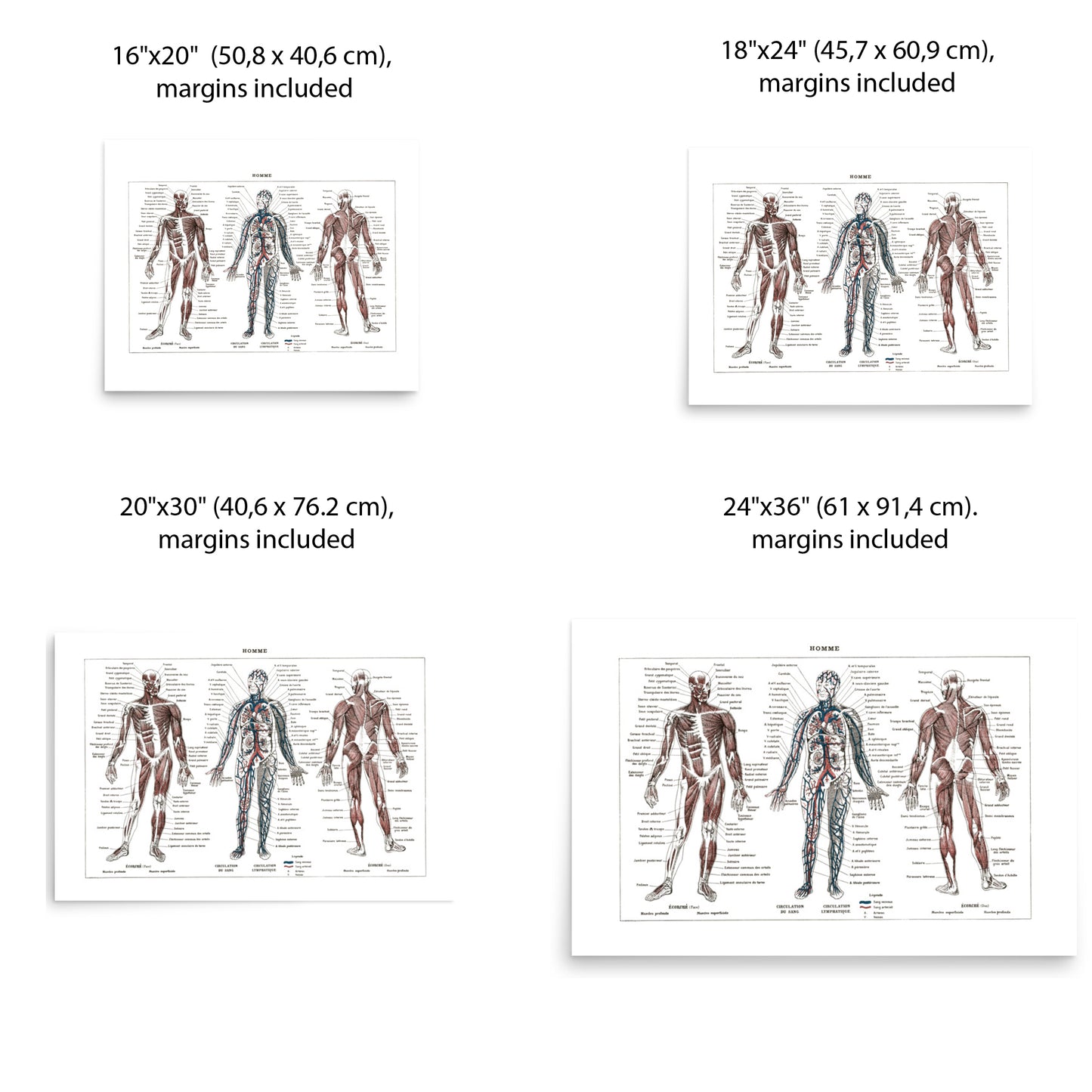 Large Human Anatomy Poster - White background