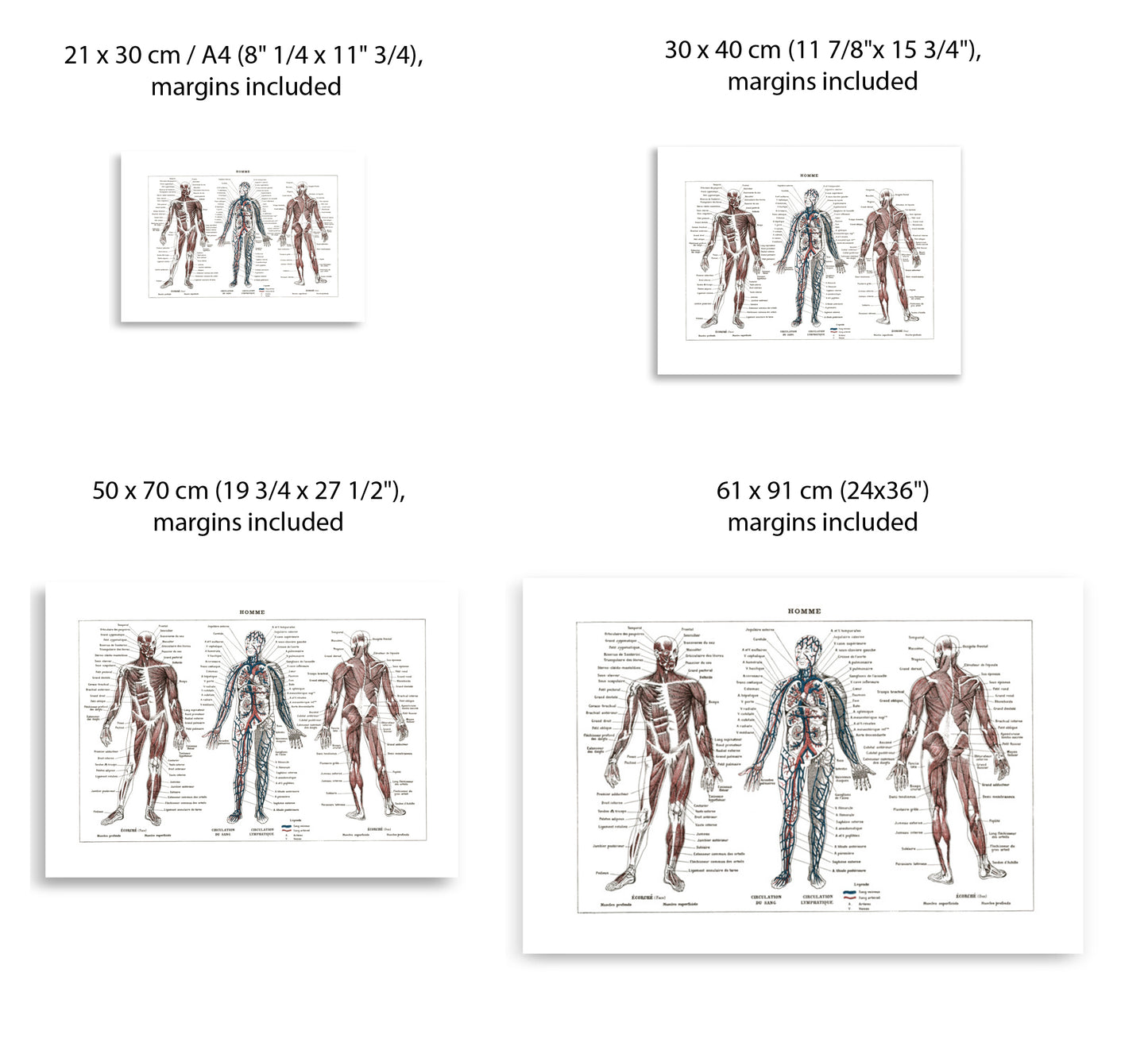 Large Human Anatomy Poster - White background