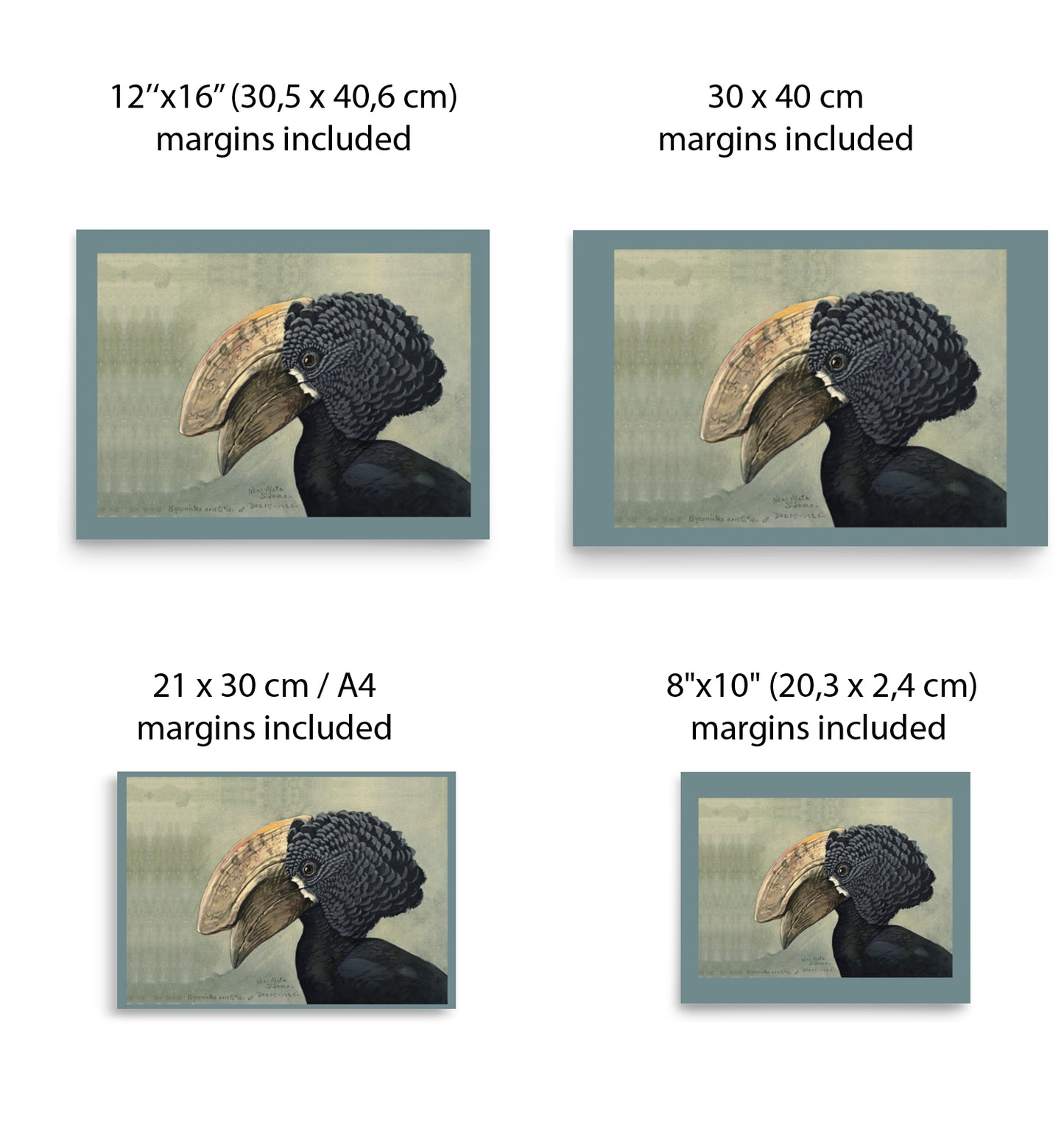 Crested Hornbill Poster by Louis Agassiz Fuertes