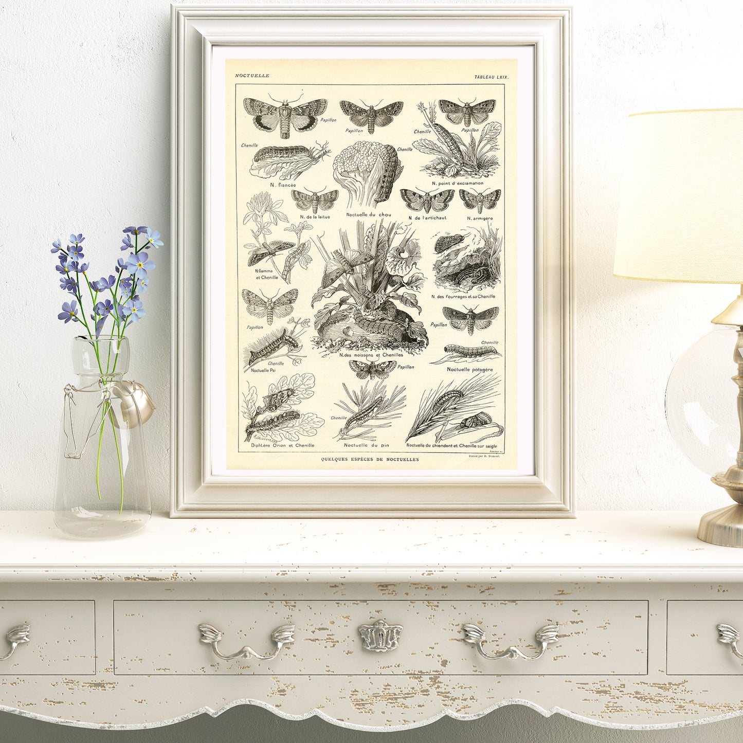 1921 Antique Looper moths insects print