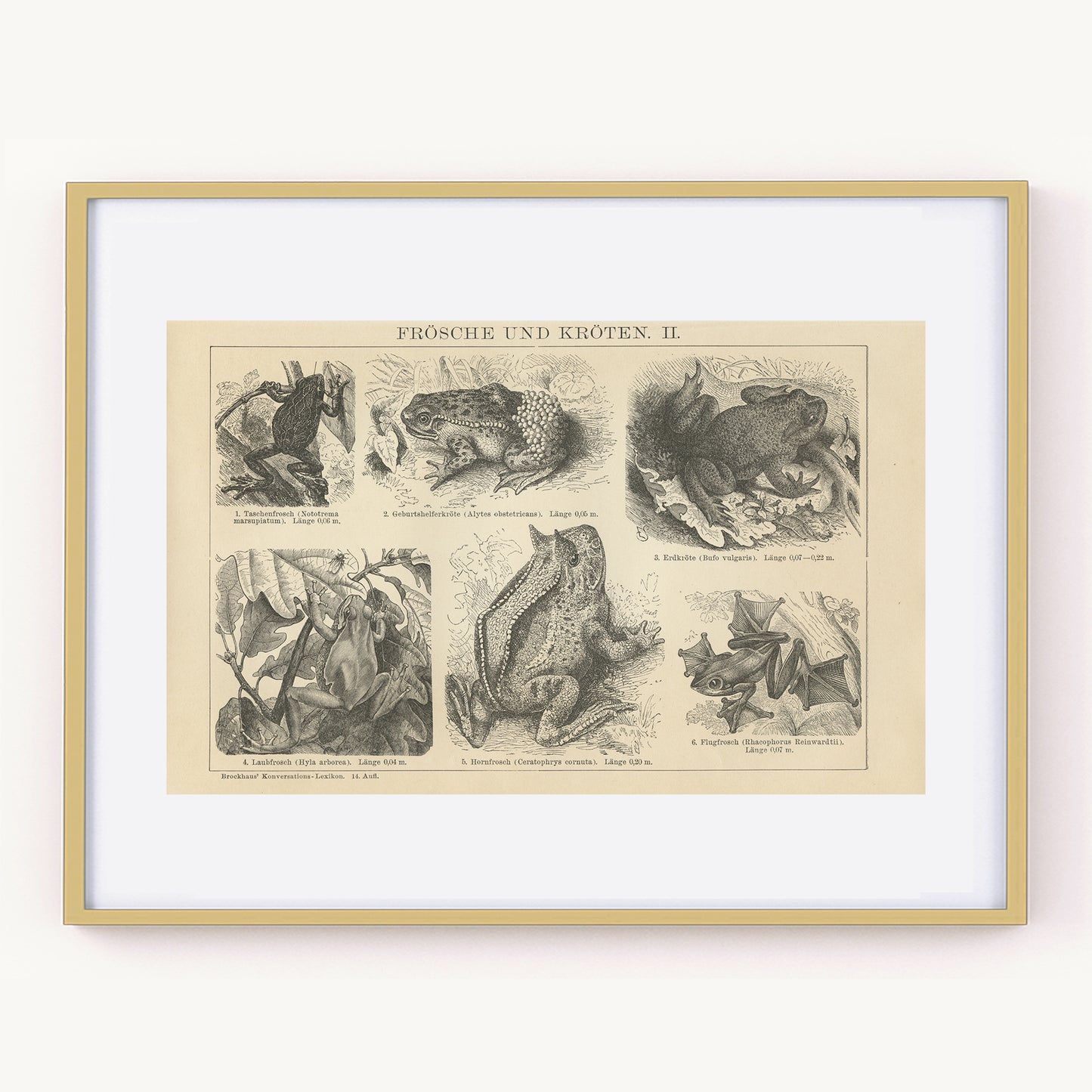 1894 Gravure de Grenouilles et Crapauds en Allemand - Noir et Blanc