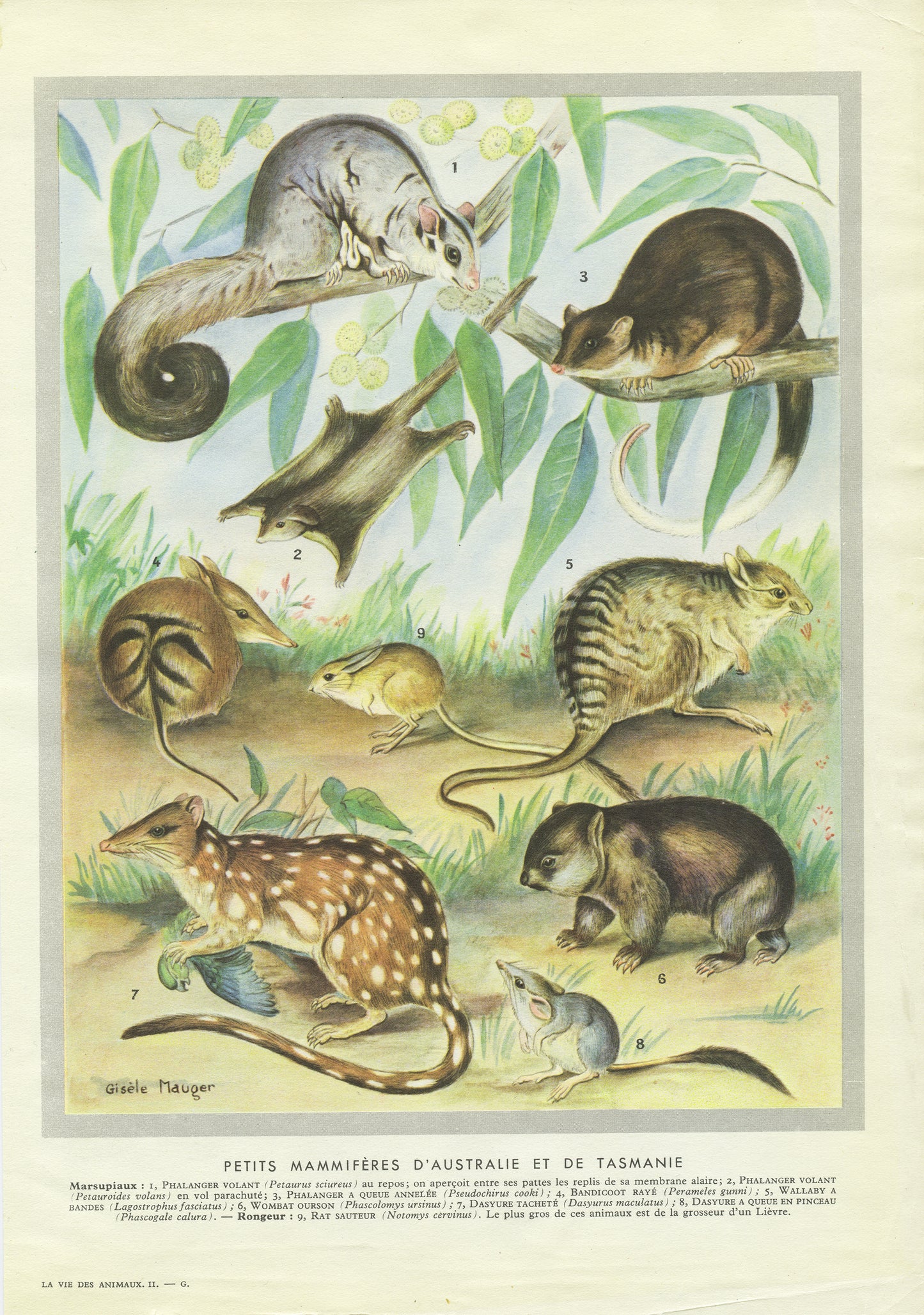 1949 Vintage Australia & Tasmania Marsupials Animal Print