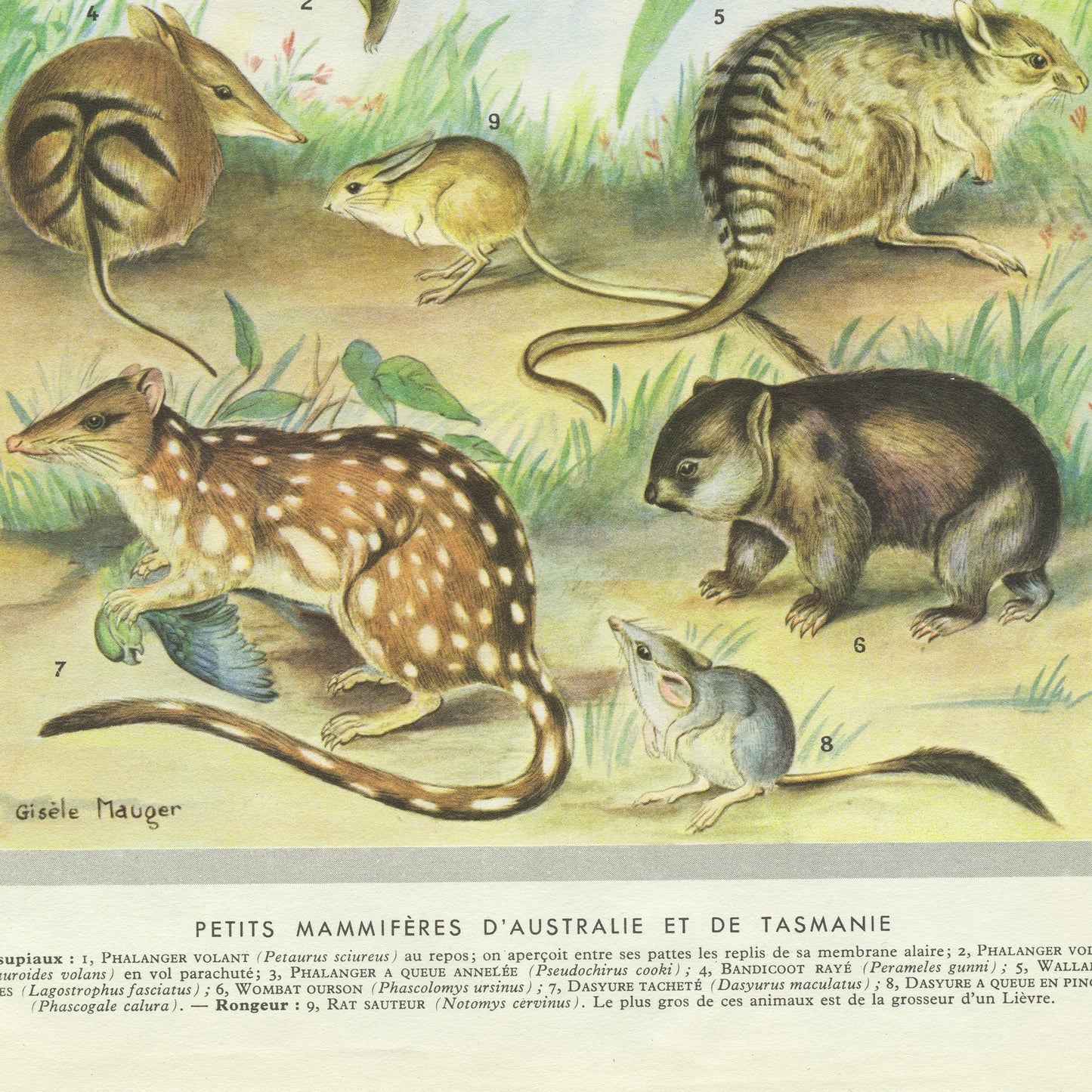 1949 Vintage Australia & Tasmania Marsupials Animal Print