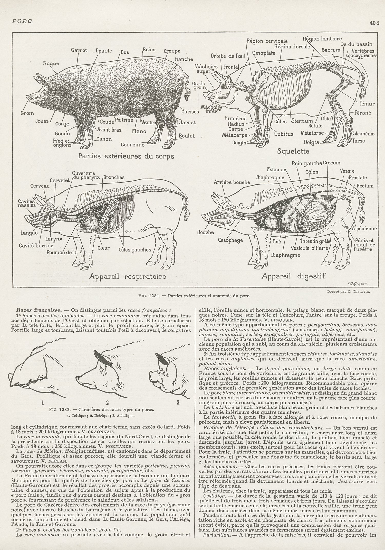Swine Anatomy Diagram
