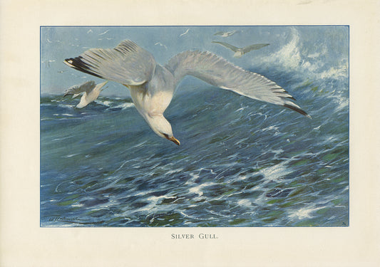 1916 Antique Silver Gull Print by Richard Lydekker